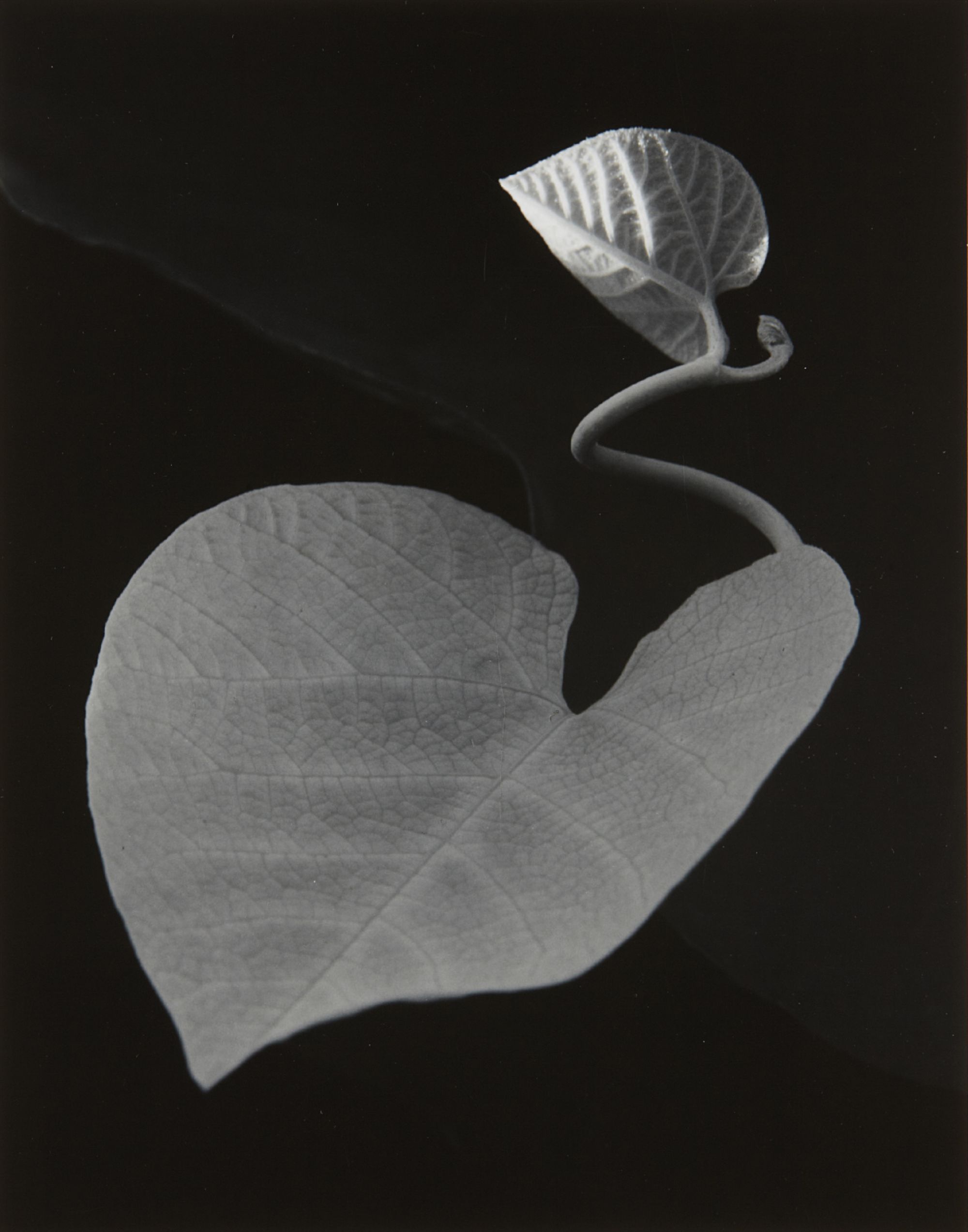 Paul Caponigro — Two Leaves