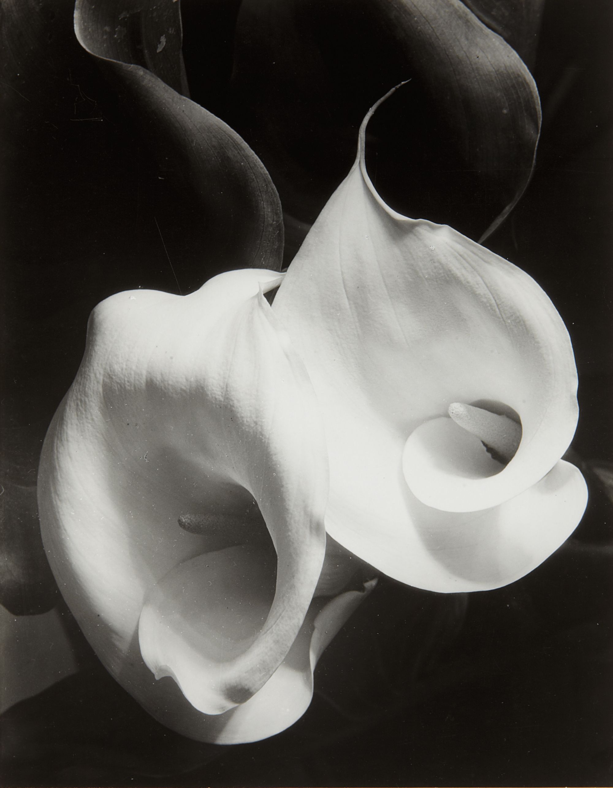 Imogen Cunningham — Two Callas