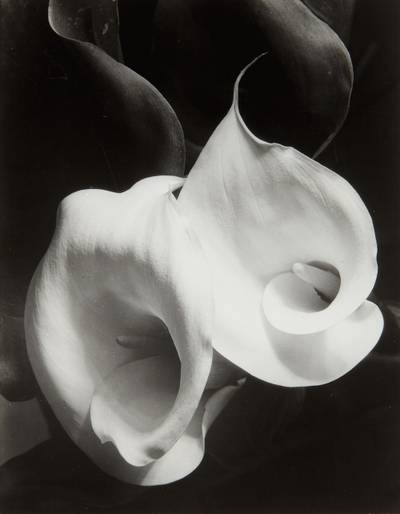 Two Callas