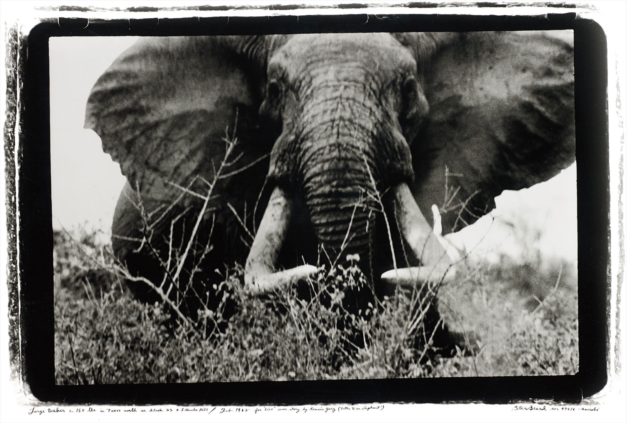 Peter Beard — Large tusker (c. 150 lbs per side), Tsavo North, nr. block 33 & Ithumber Hill, Feb.
