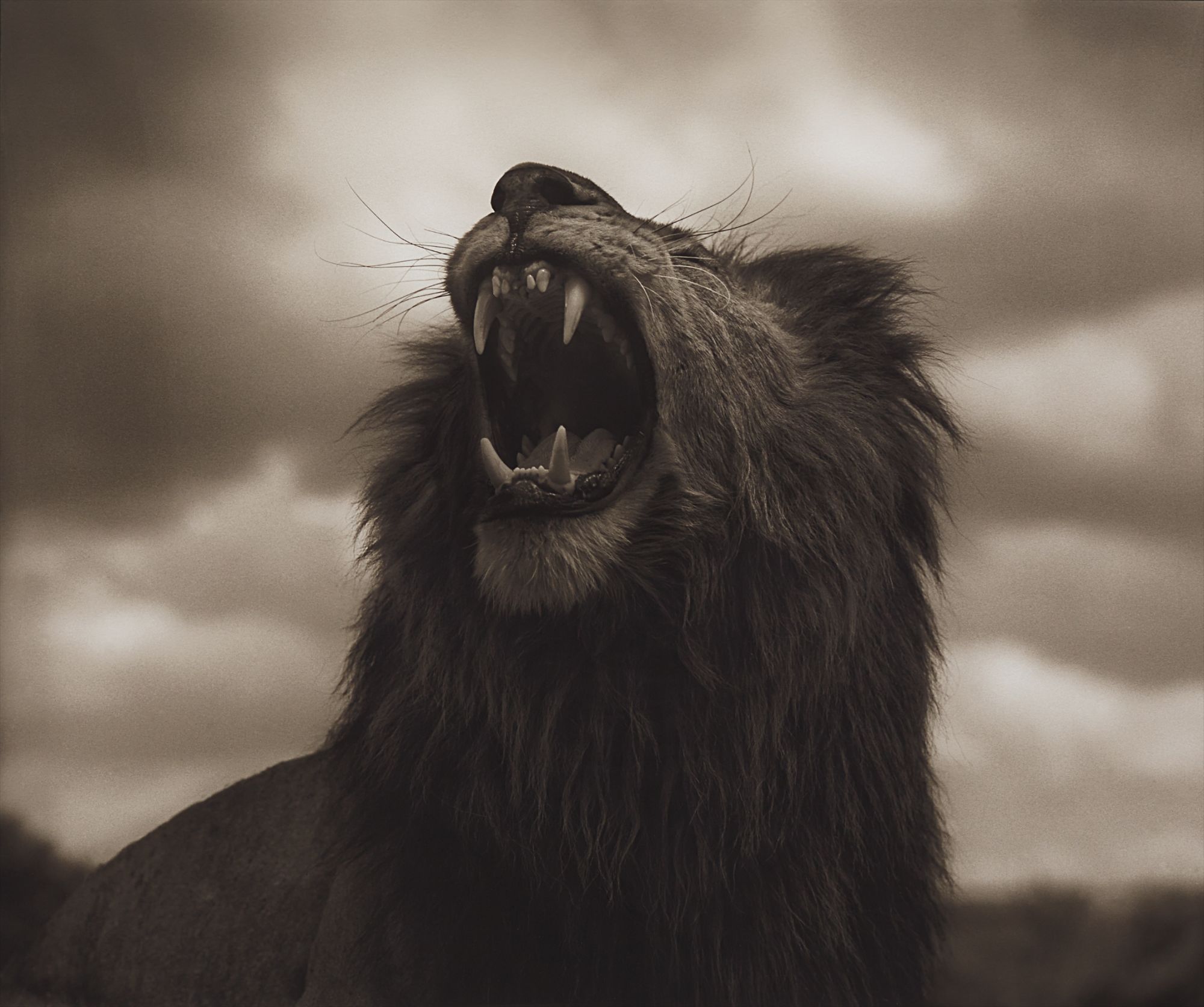 Nick Brandt — Lion Roar, Maasai Mara from Across the Ravaged Land