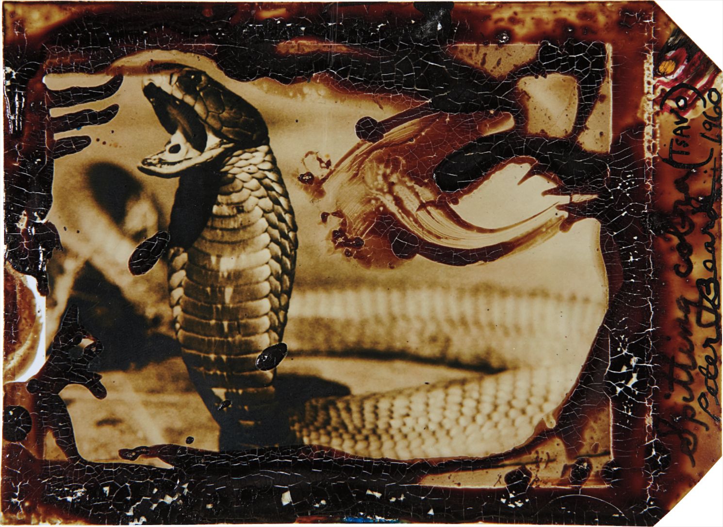 Peter Beard — Spitting Cobra (Tsavo)