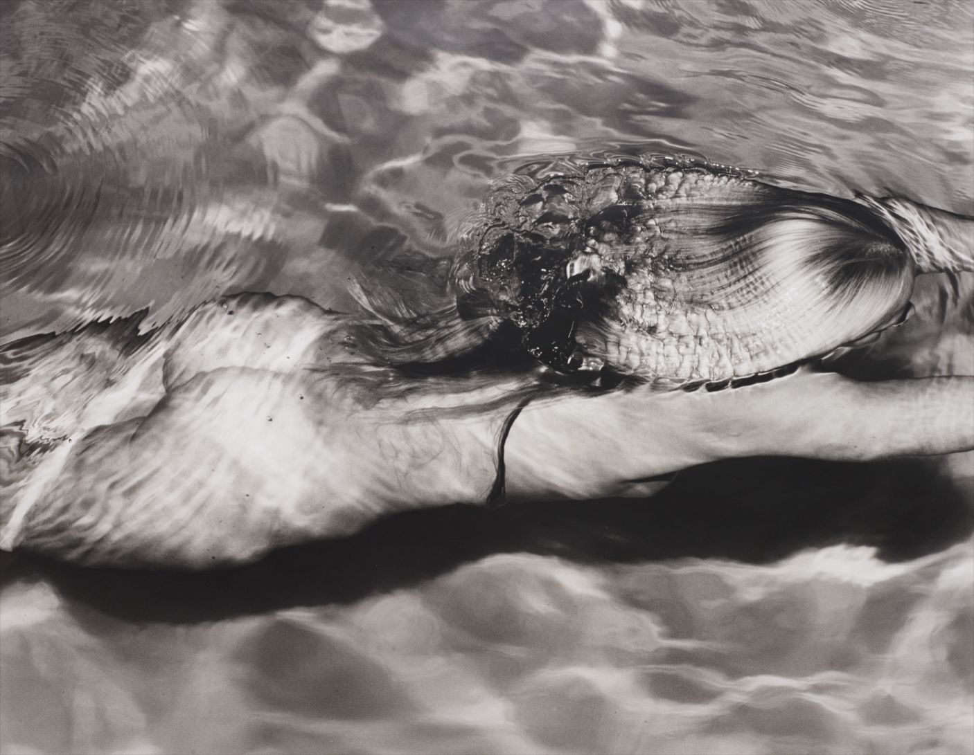 Michael Dweck — Mermaid 1