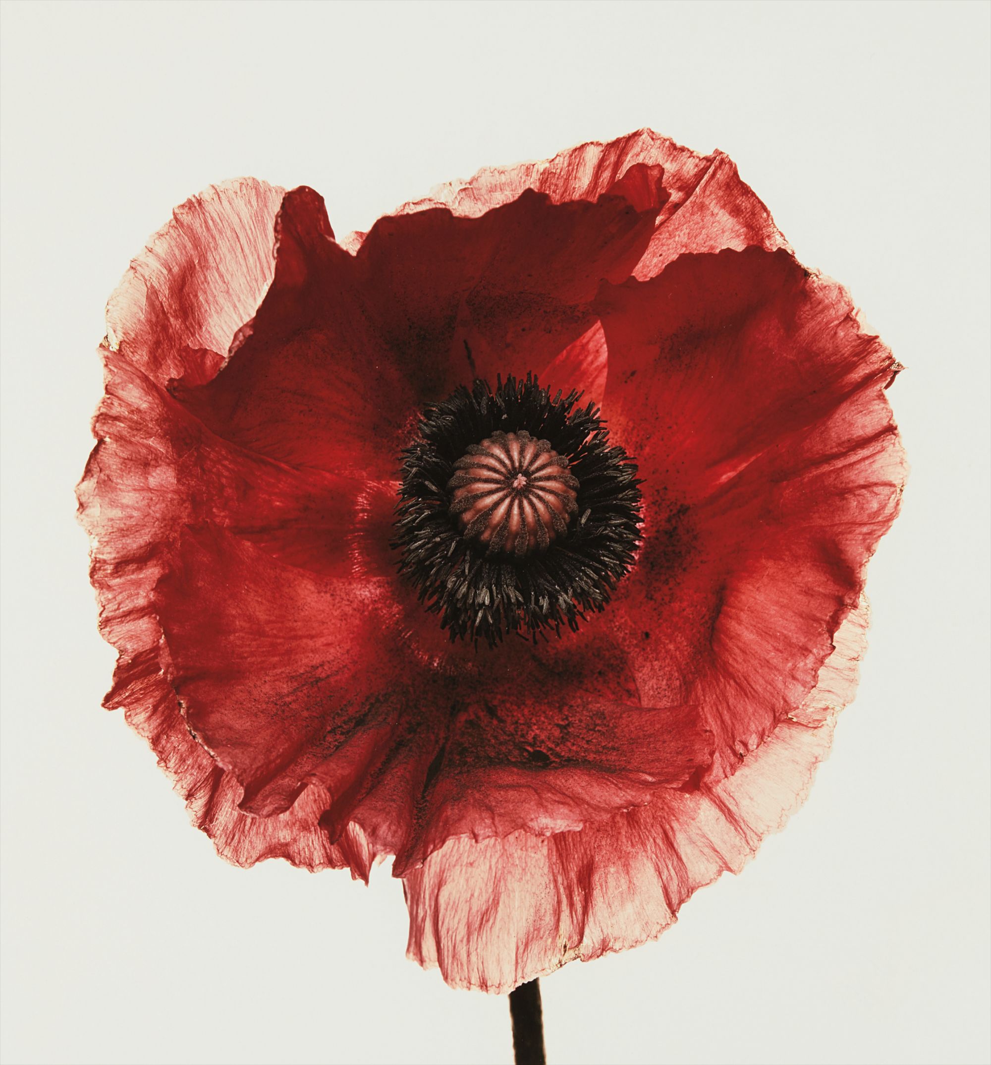 Irving Penn — Poppy: Burgundy, New York