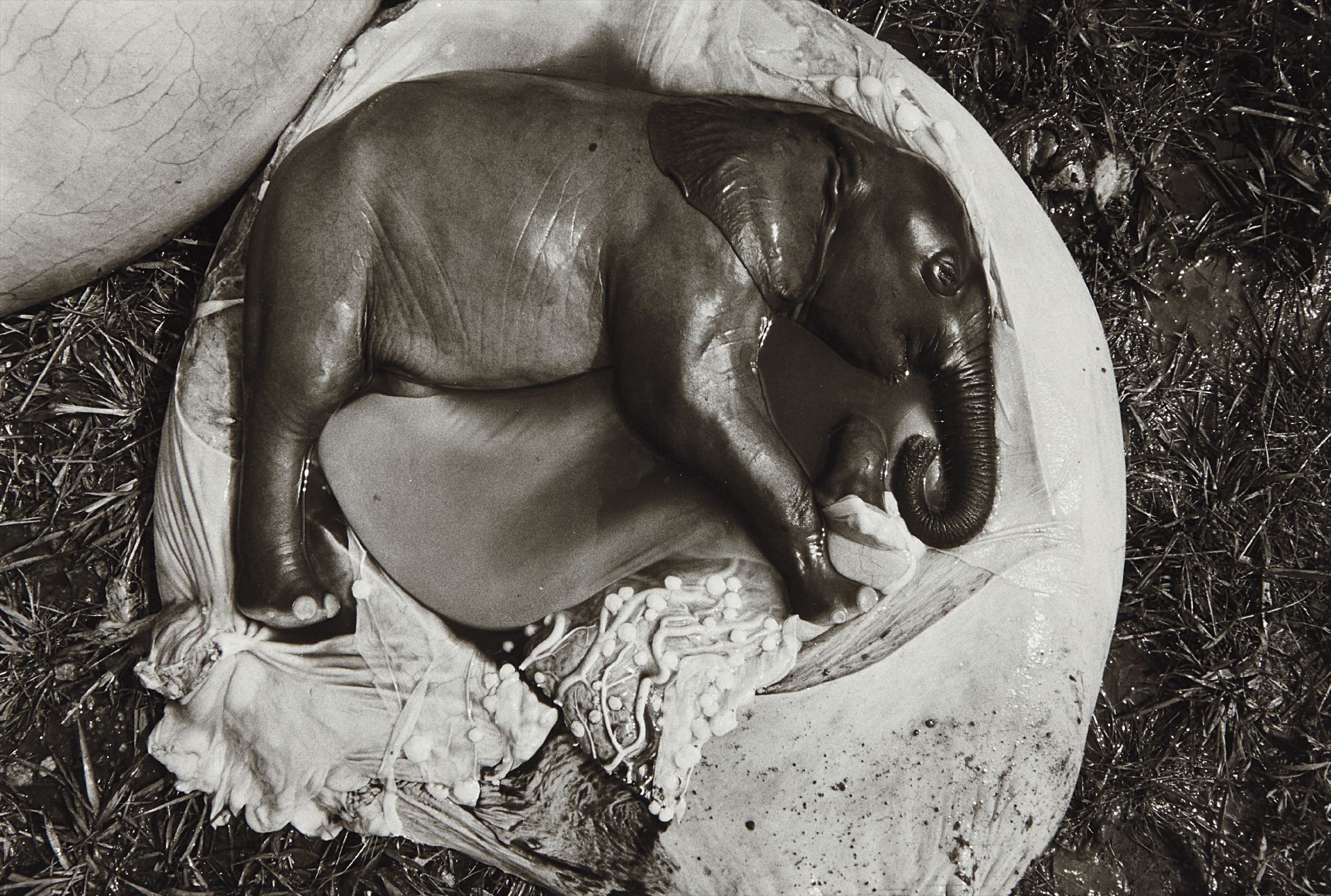Peter Beard — Elephant Embryo, Uganda