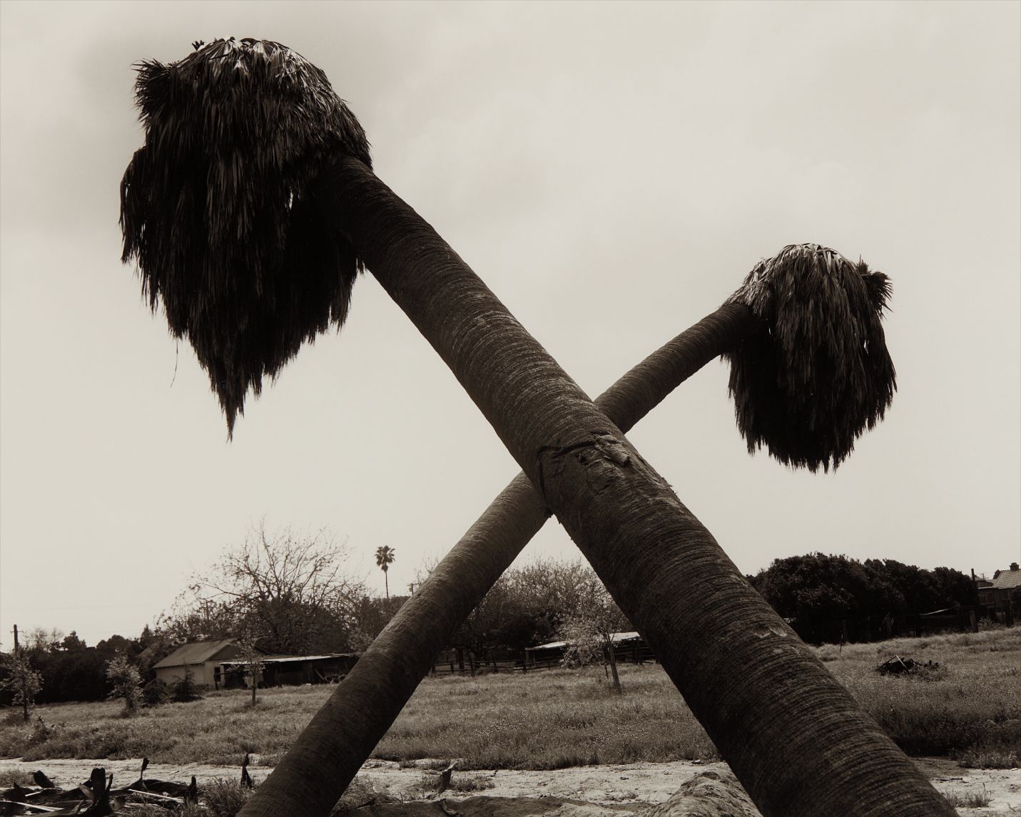 Robert Adams — Dead palms, partially uprooted, Ontario, California