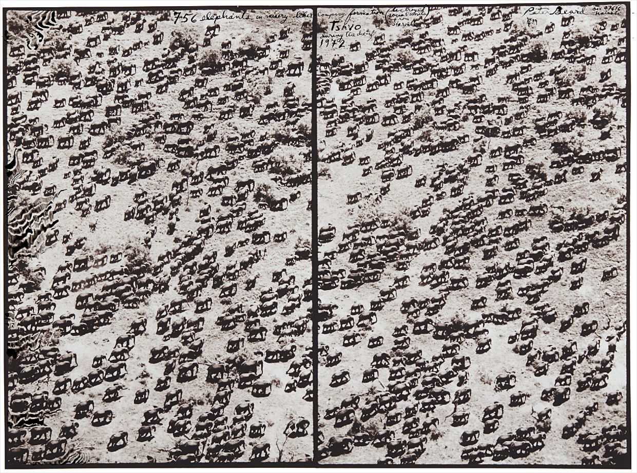 Peter Beard — 756 elephants in misery-likes company formation, Tsavo during the die-off