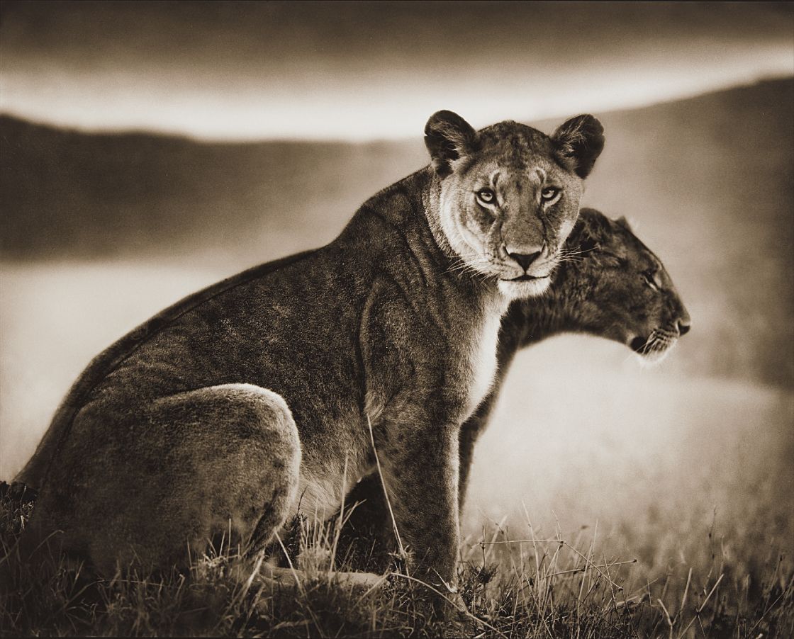 Nick Brandt — Sitting Lionesses, Serengeti