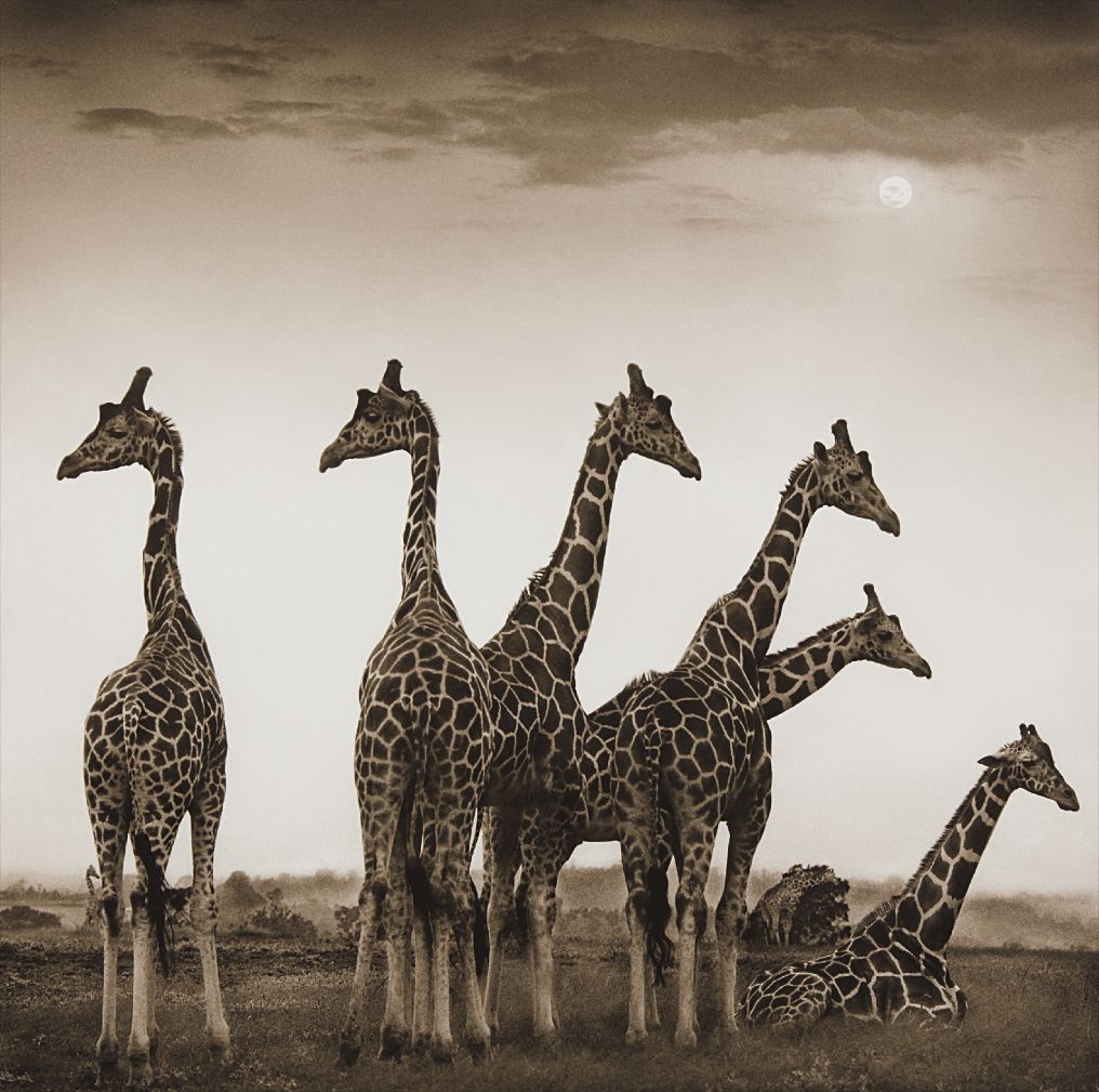 Nick Brandt — Giraffe Fan, Aberdares