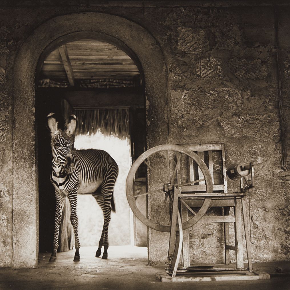 Nick Brandt — Zebra in Doorway with Loom, Lewa Downs
