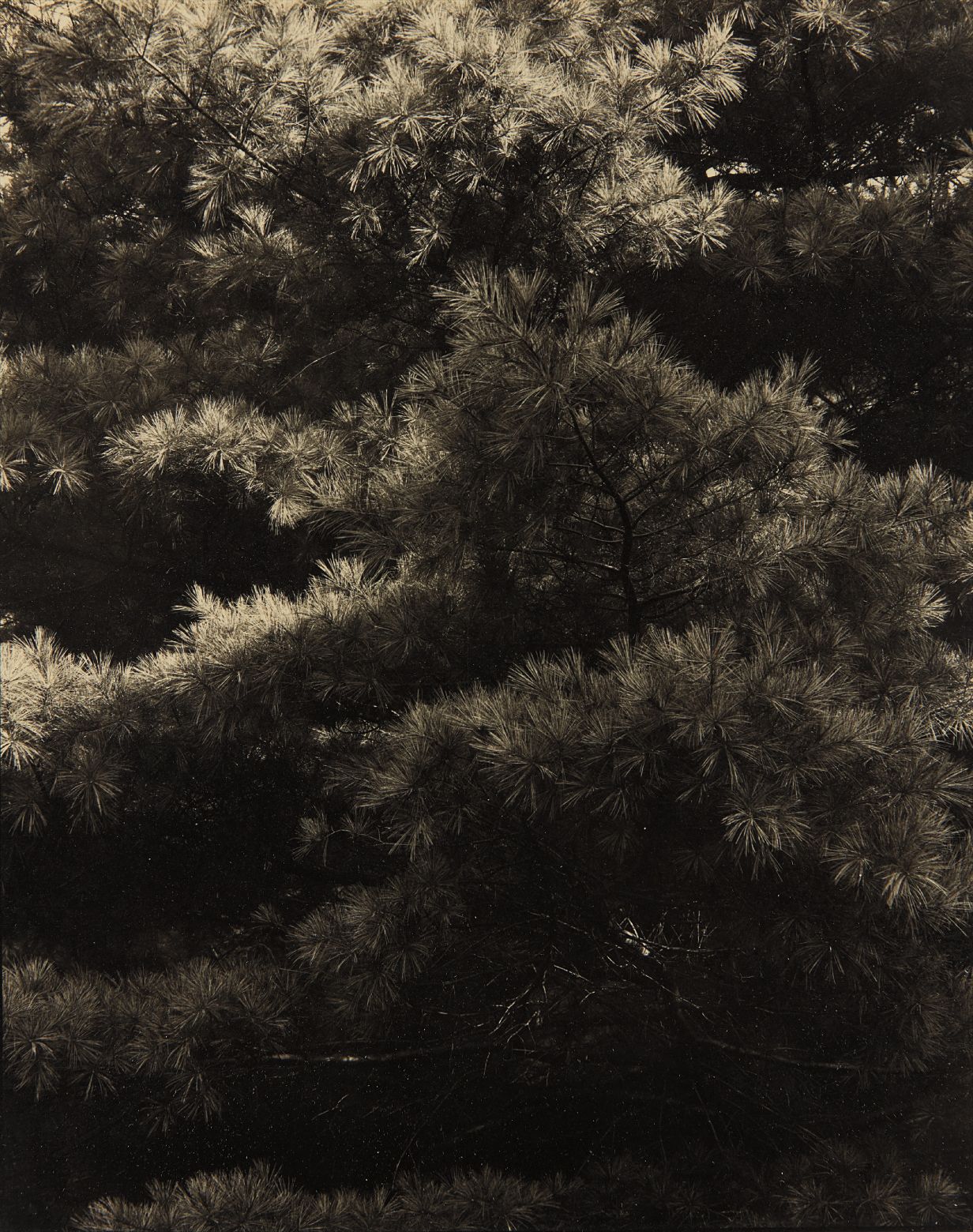 Paul Strand — Connecticut Pines, Twin Lakes, CT