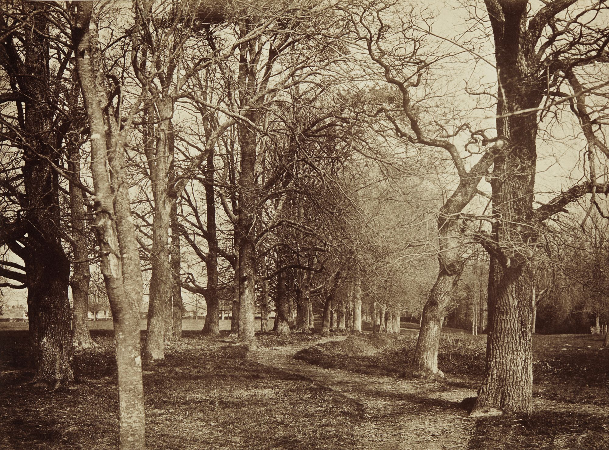 Trees (Pepperharrow Park)