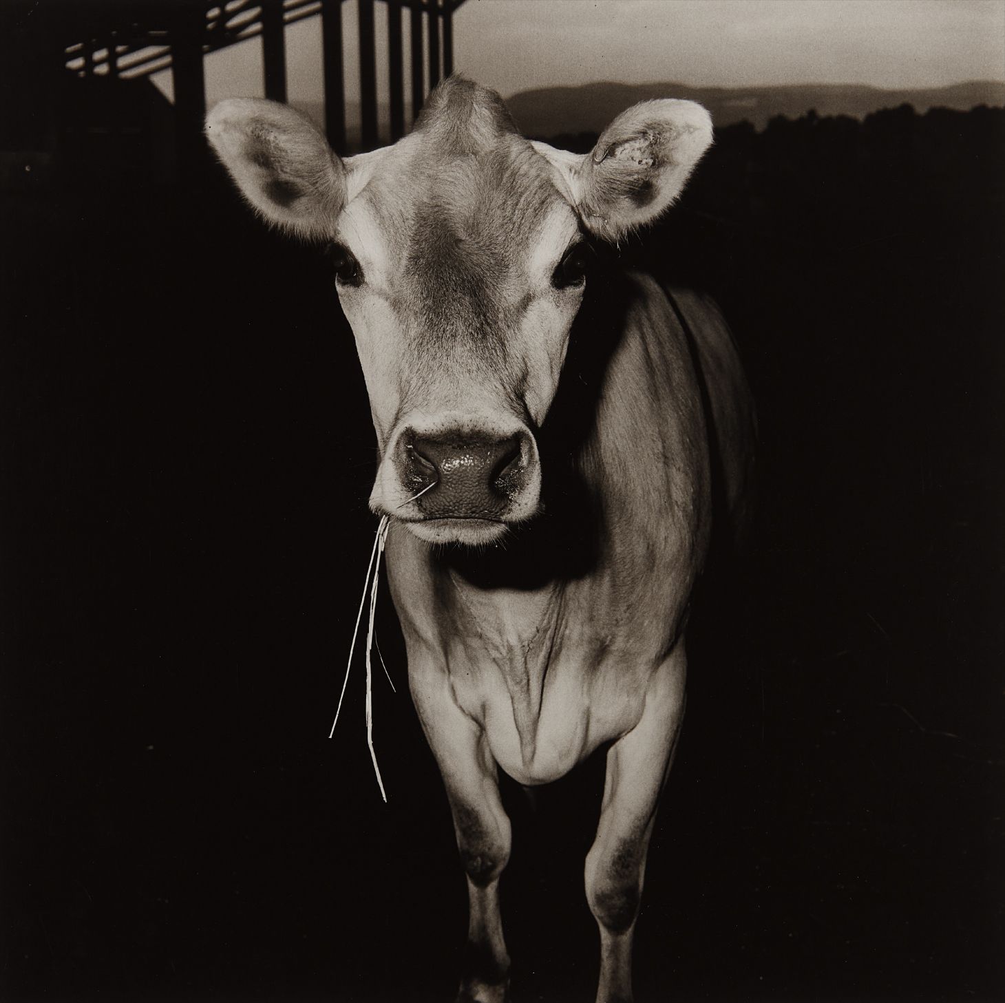Peter Hujar — Cow with Straw in Its Mouth