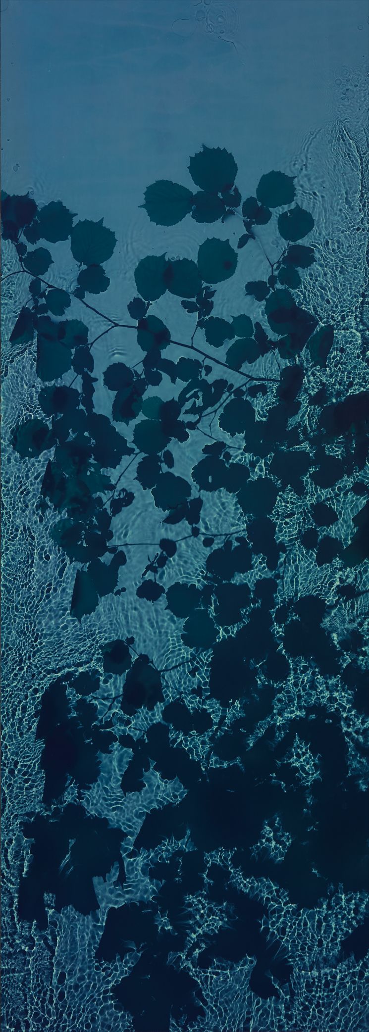 Susan Derges — The River Taw (Hazel), June 16