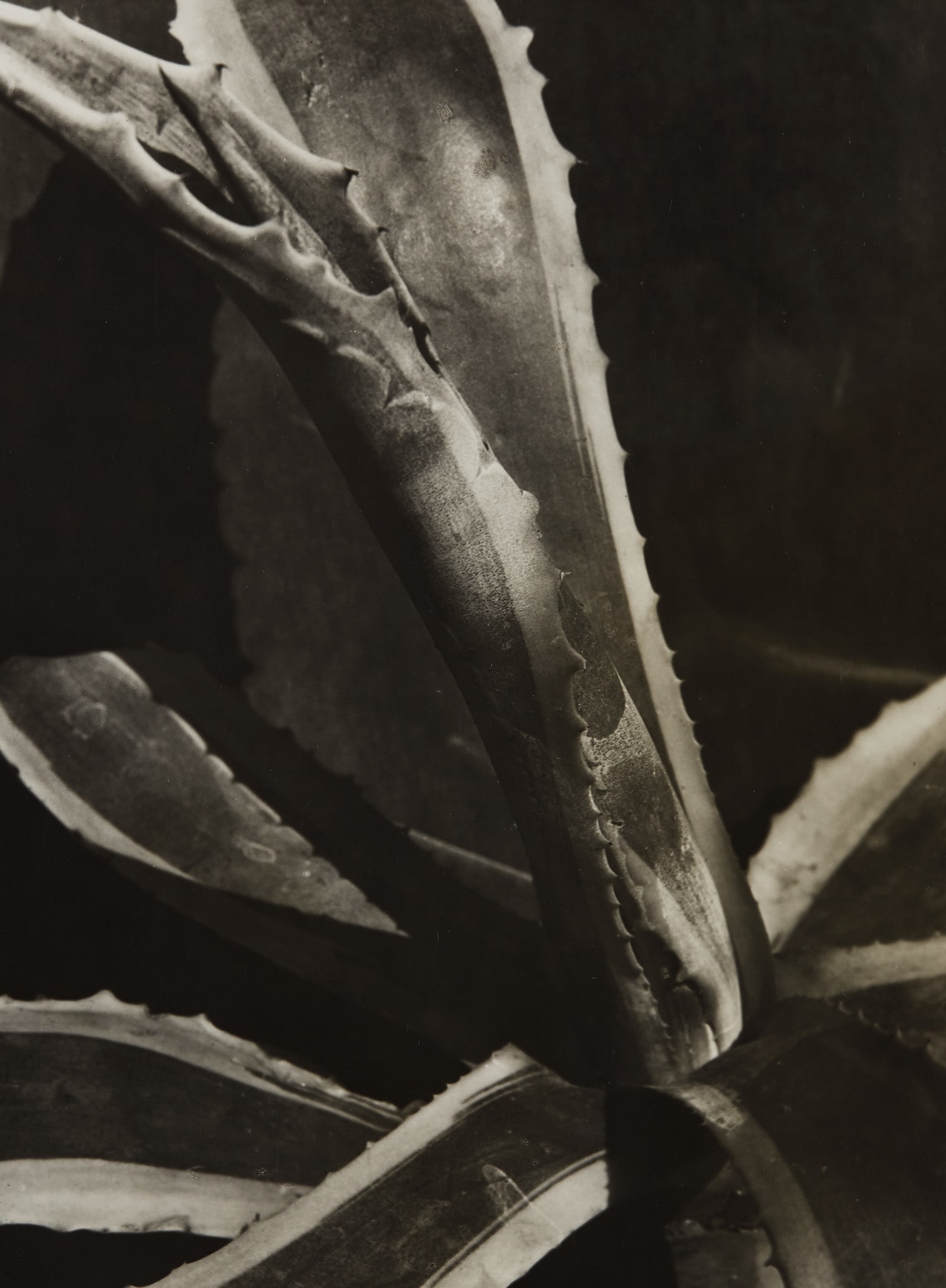Imogen Cunningham — Agave #2