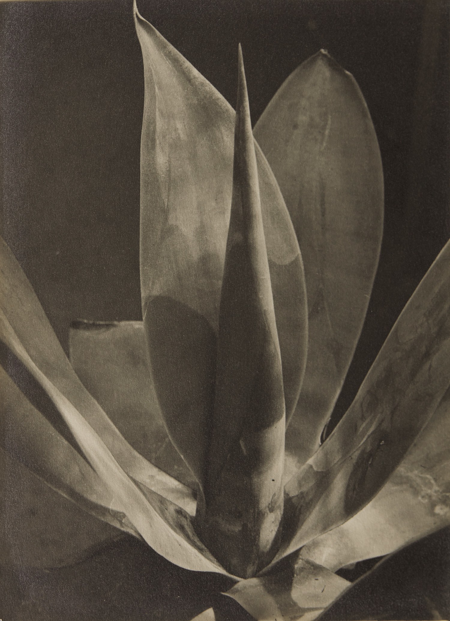 Albert Renger-Patzsch — Agave Ellemeetiana