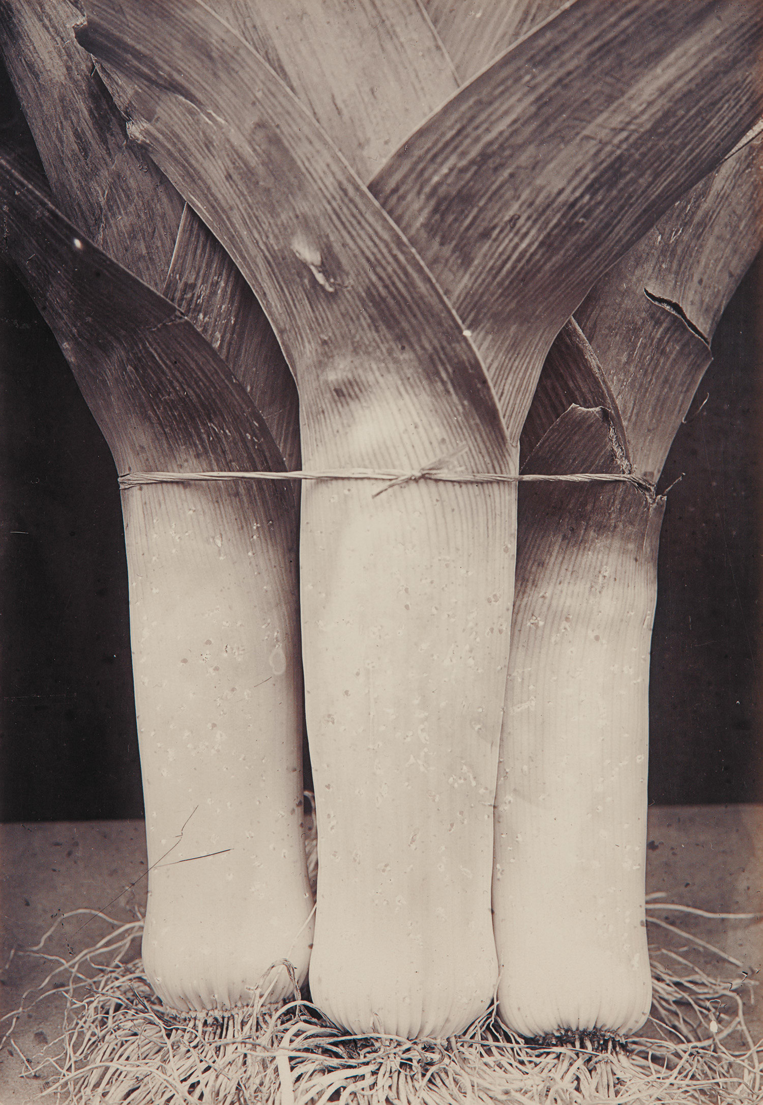 Charles Jones — Leek Prizetaker