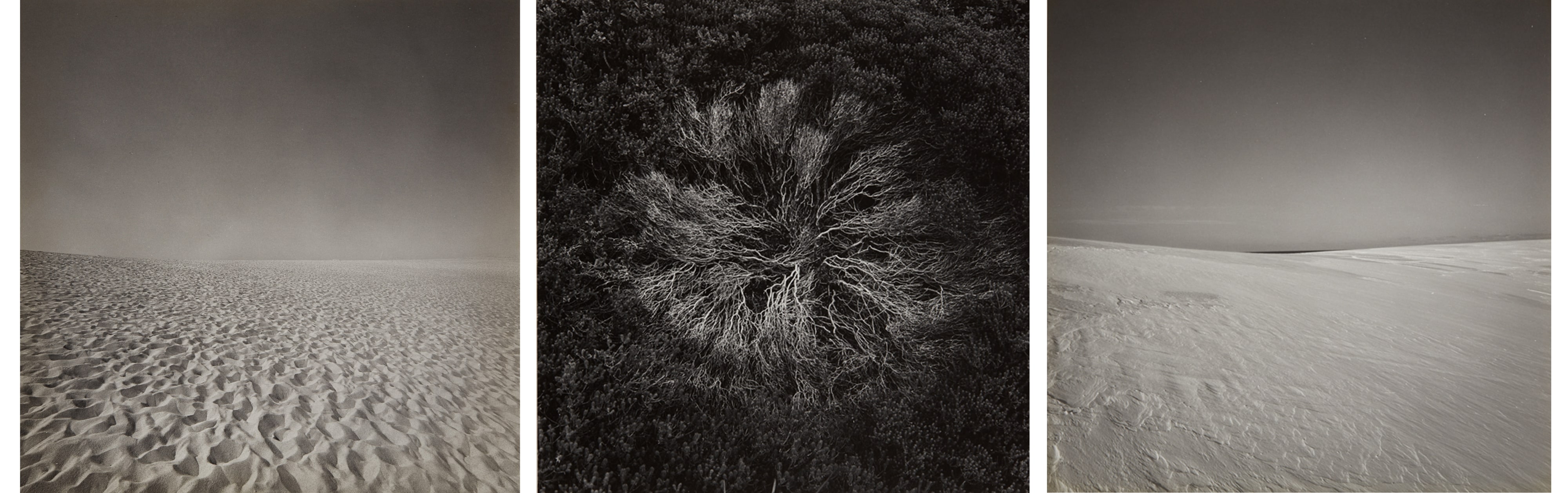 Harry Callahan — Selected Images of Cape Cod