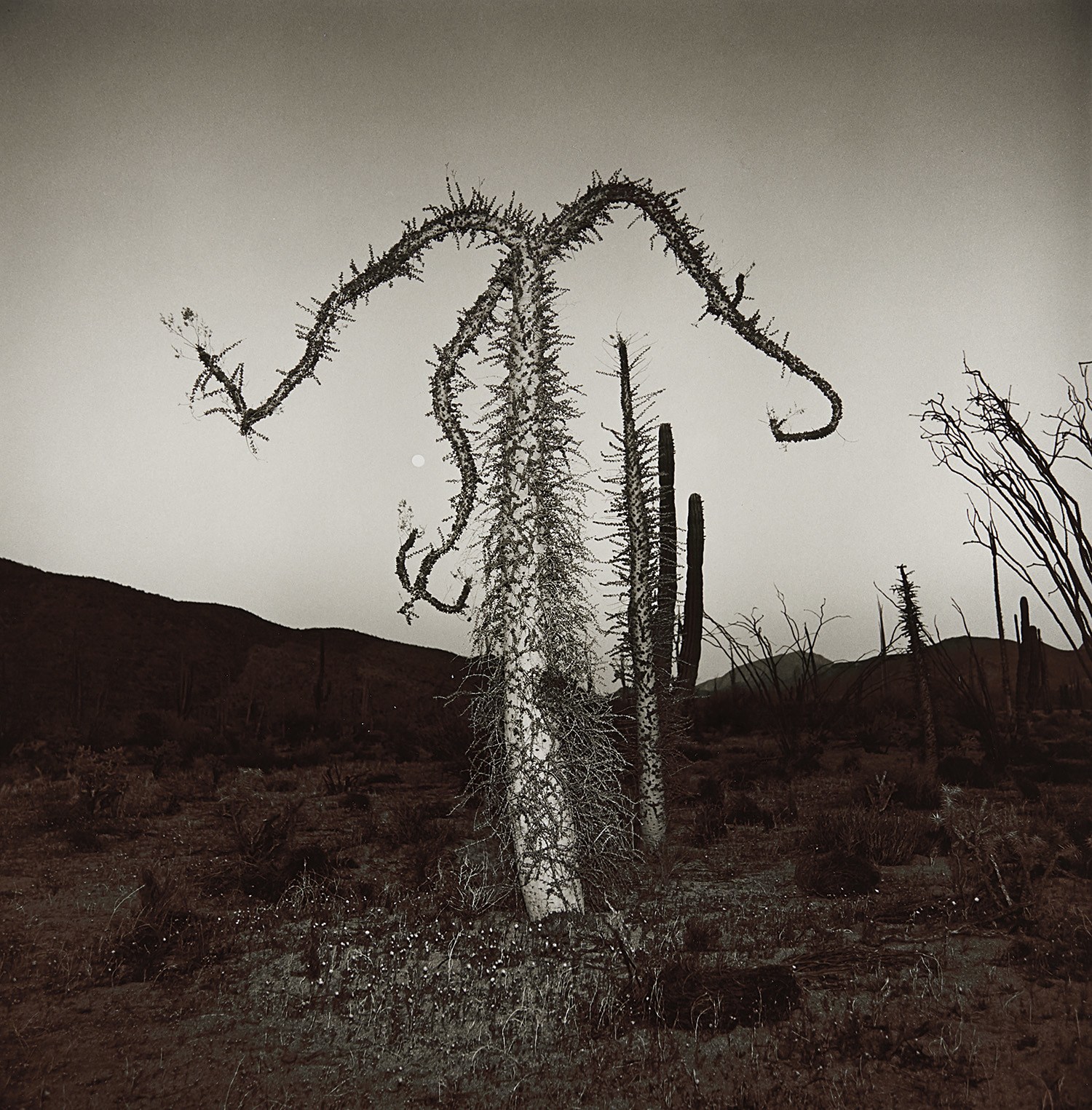 Richard Misrach — Ocotillo #1, Arizona