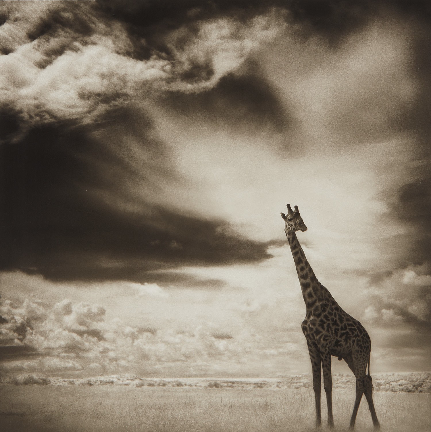 Nick Brandt — Giraffe Under Big Sky, Maasai Mara