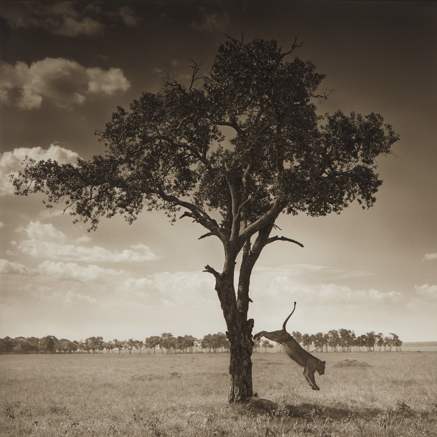 Nick Brandt — Lion Jumping from Tree, Maasai Mara
