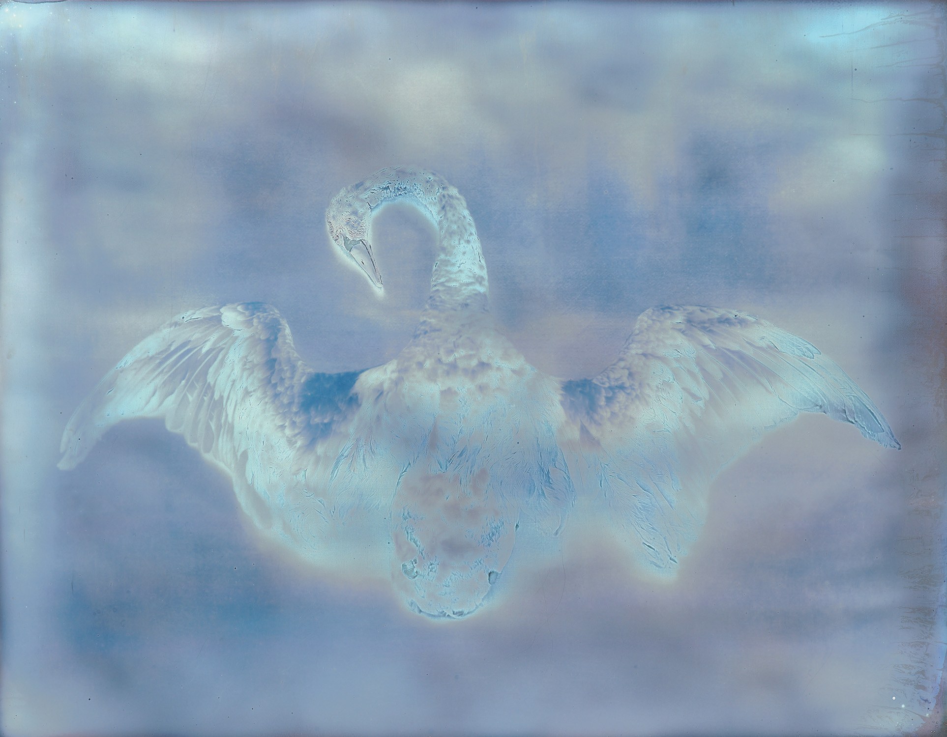 Adam Fuss — Swan from My Ghost