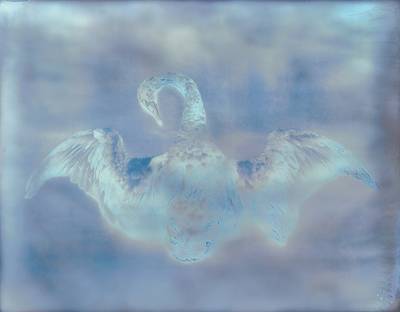 Swan from My Ghost