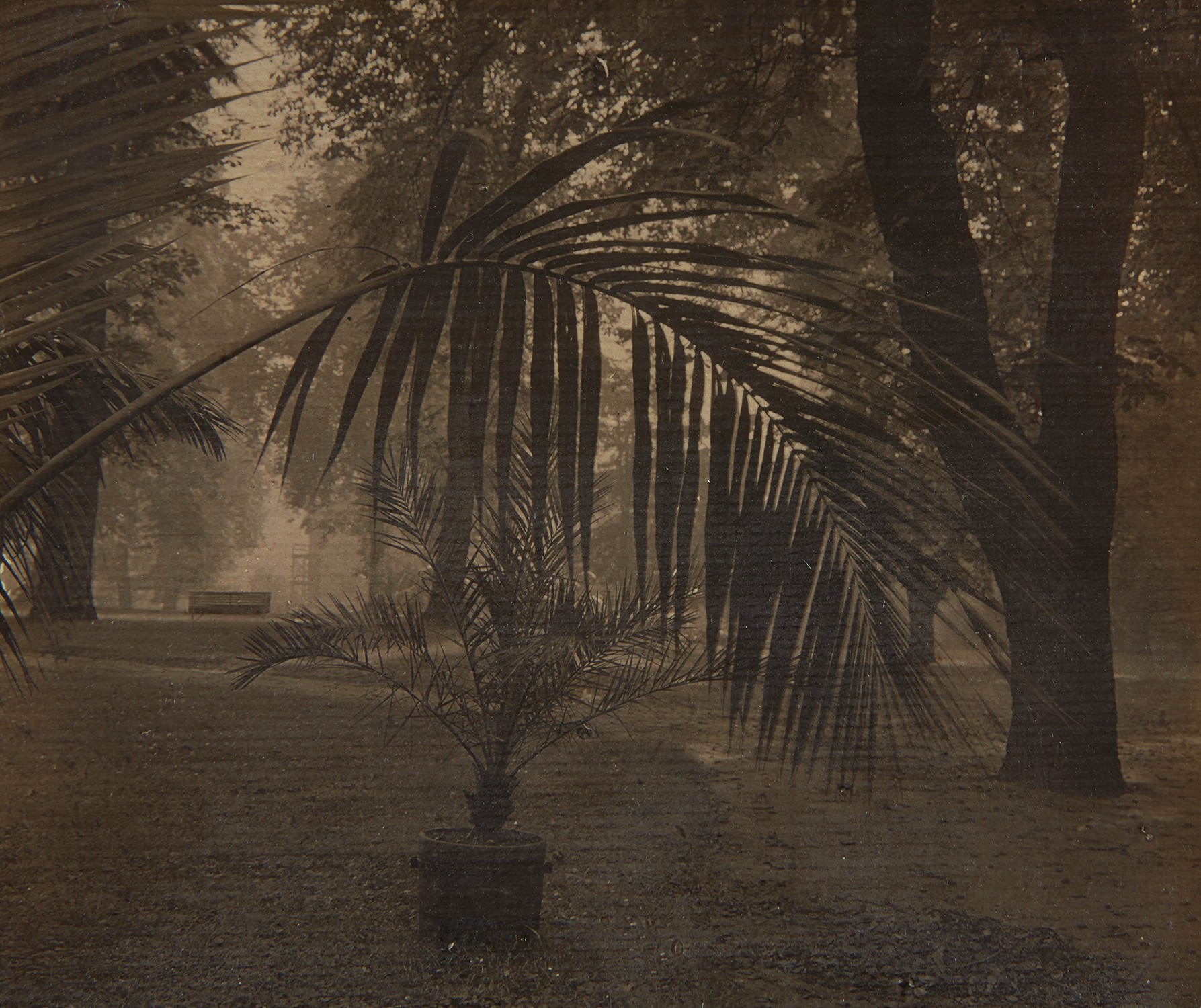 Josef Sudek — Palm in Prague Castle Garden
