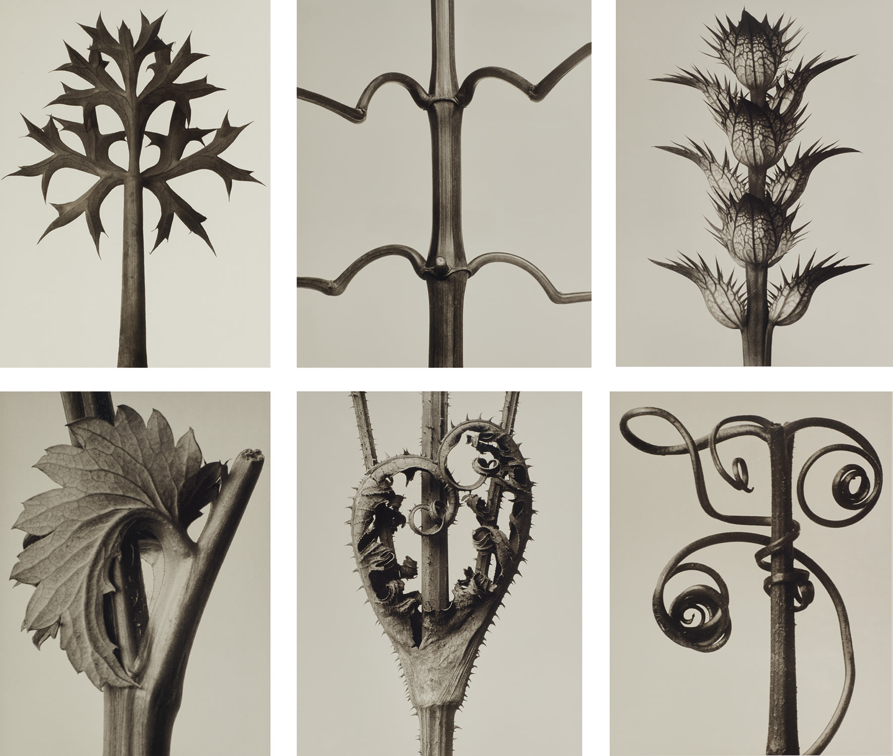 Karl Blossfeldt — Urformen der Kunst I