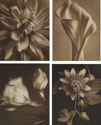 Ten Flowers in Photogravure