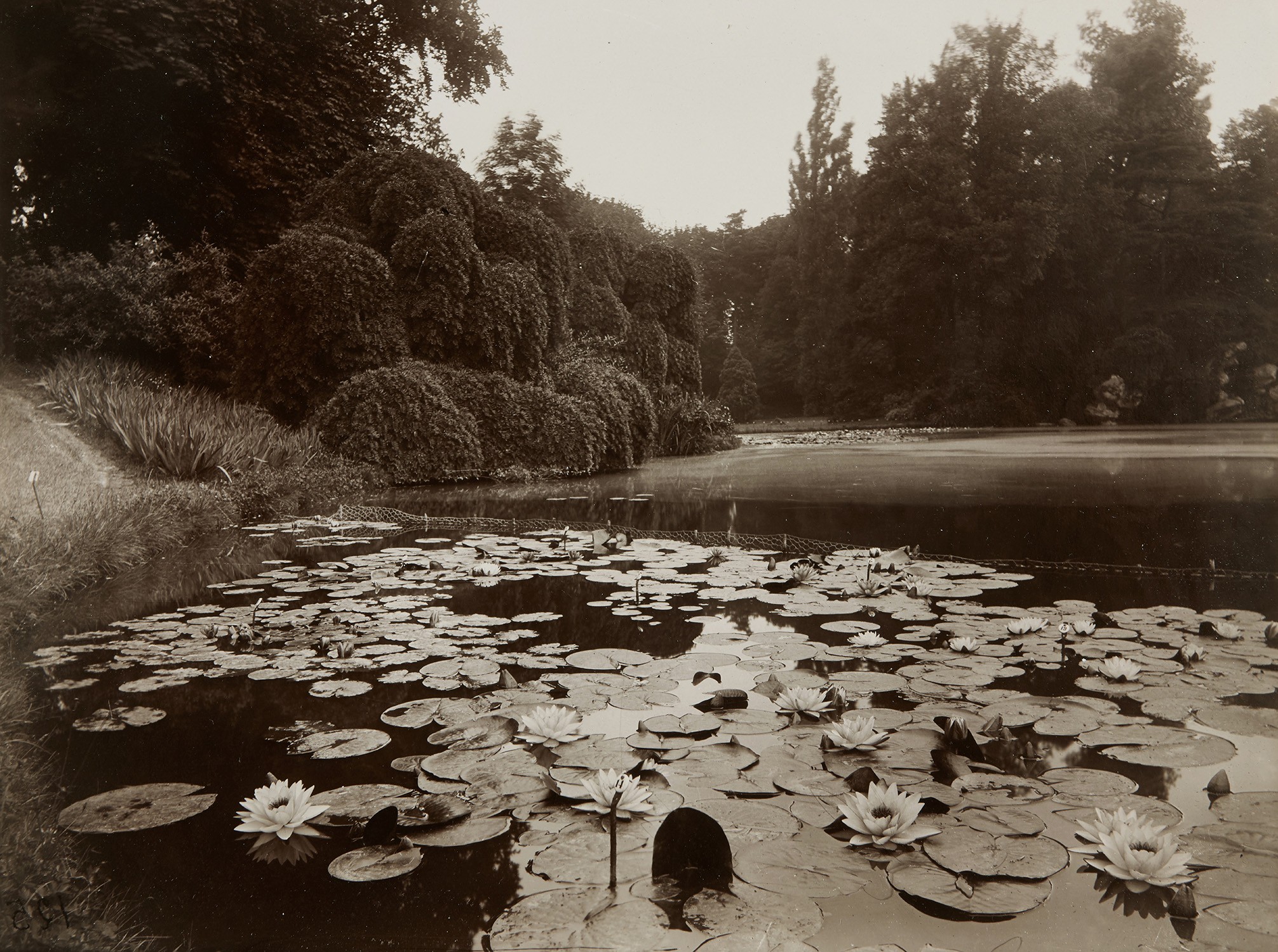 Eugène Atget — Bagatelle, Nymphéa