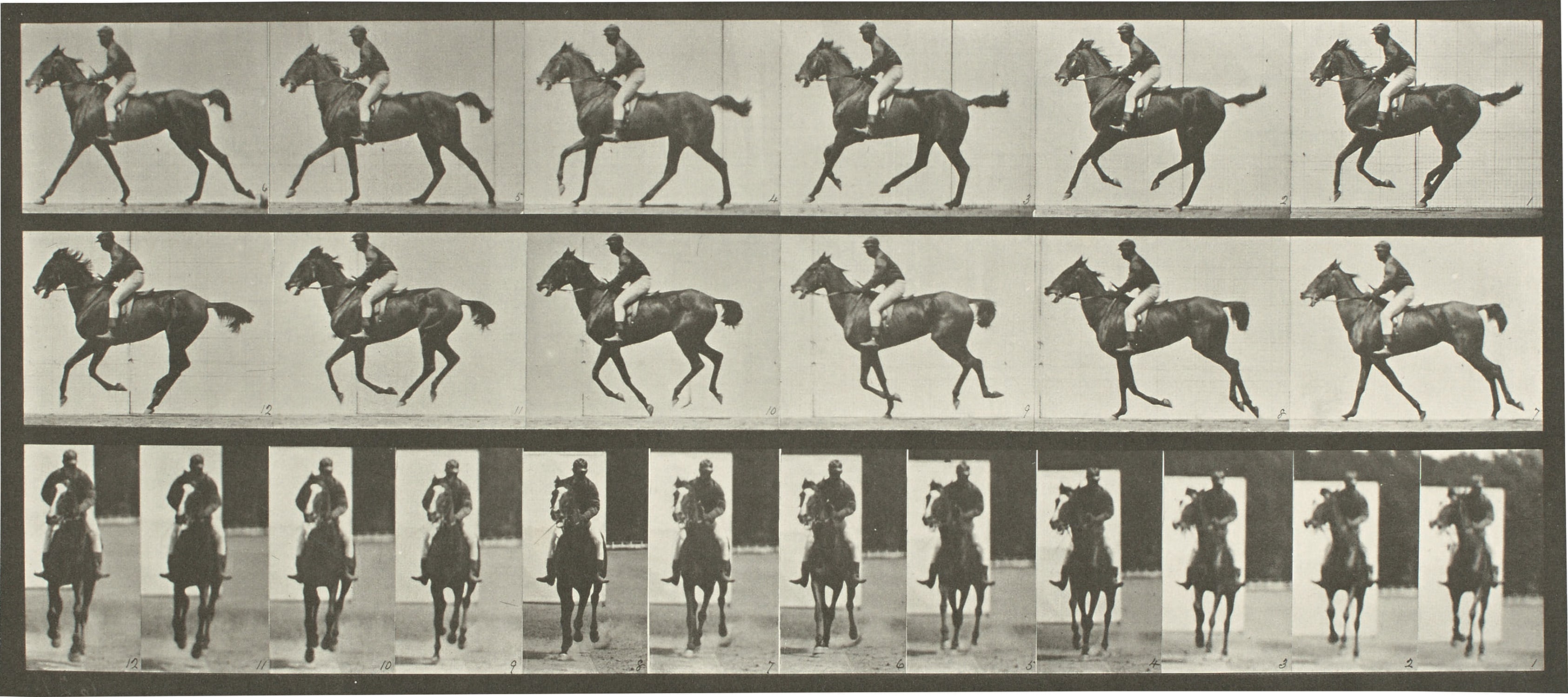 Selected Images from Animal Locomotion: An Electro-Photographic Investigation of Consecutive Phases of Animal Movements