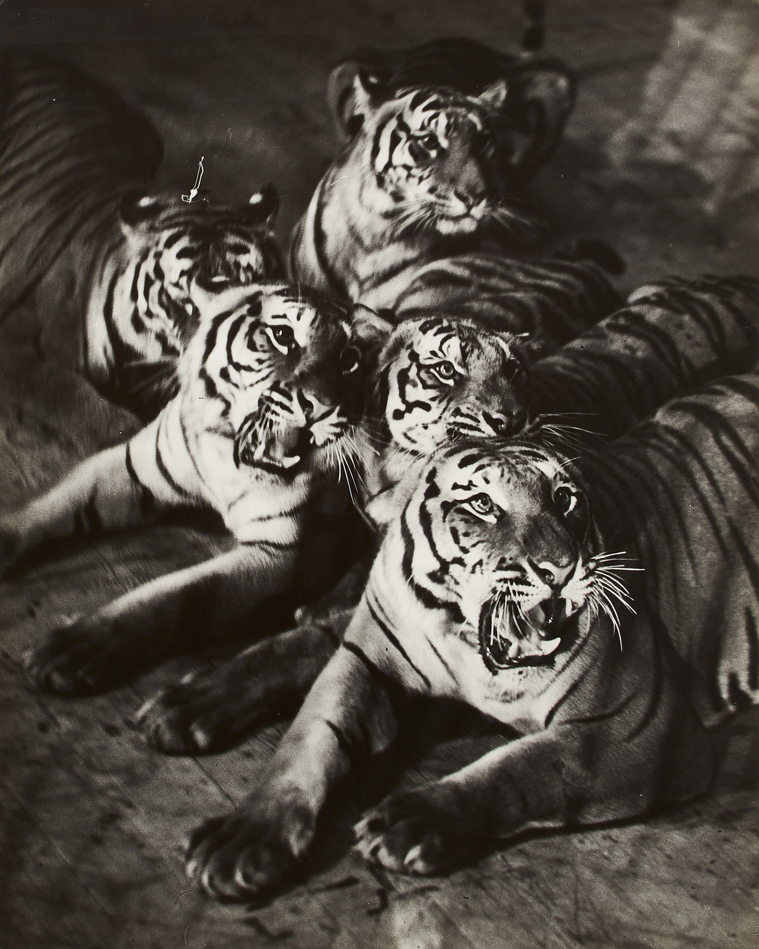 Tiger Act, Berlin, Scala