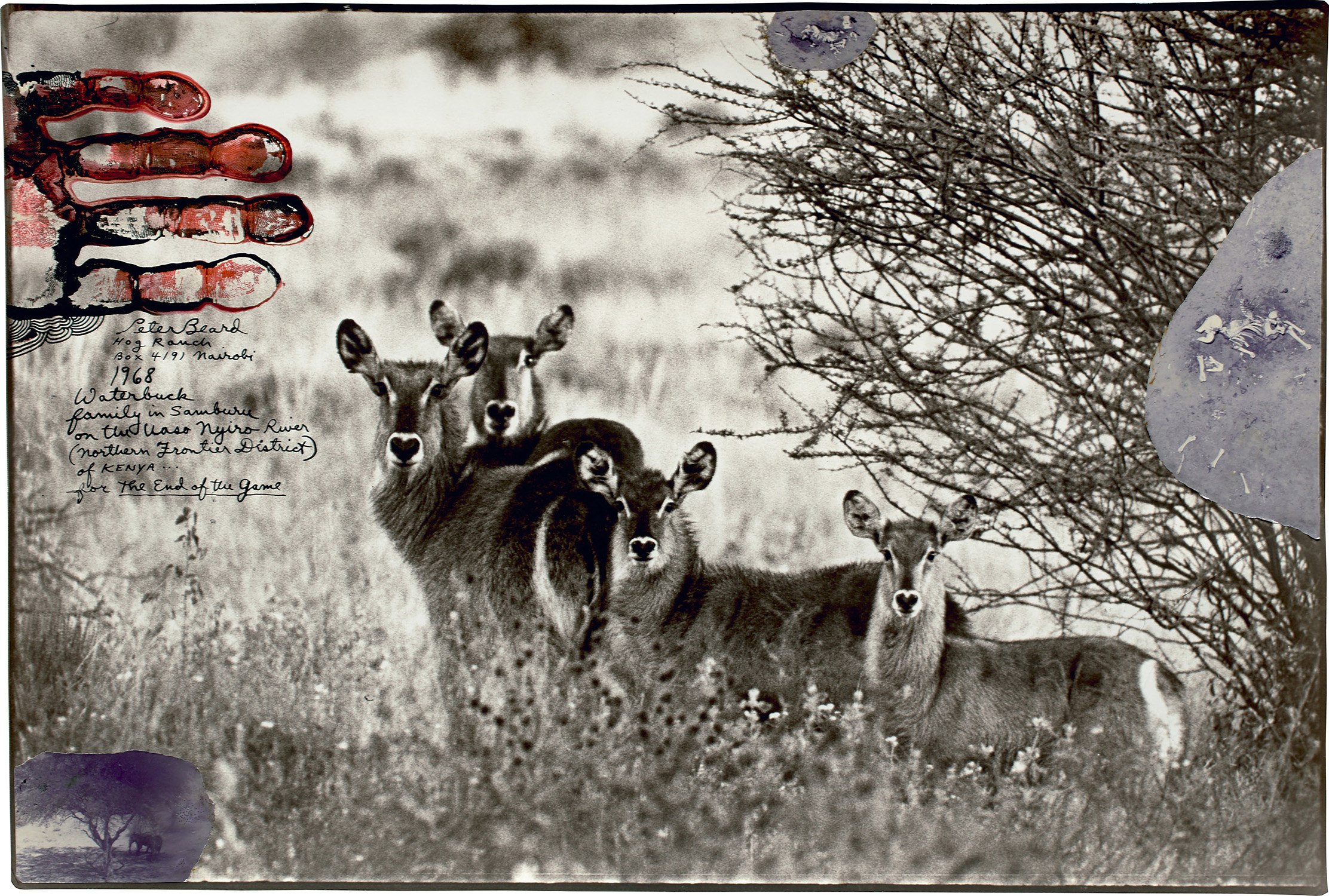 Peter Beard — Waterbuck family in Samburu on the Uaso Nyiro River (Northern Frontier District) of Kenya...for the End of the Game