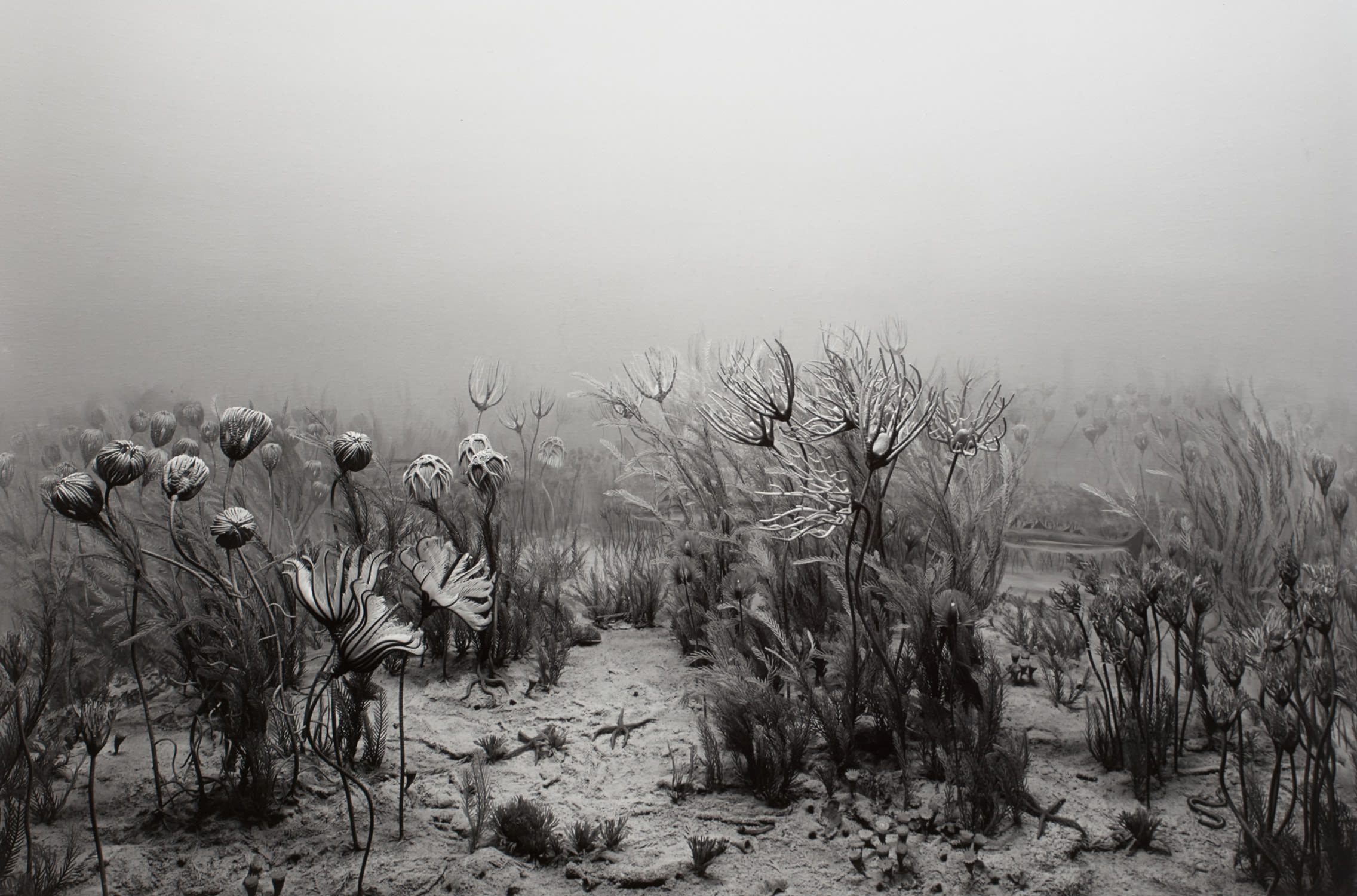 Hiroshi Sugimoto — Carboniferous Period