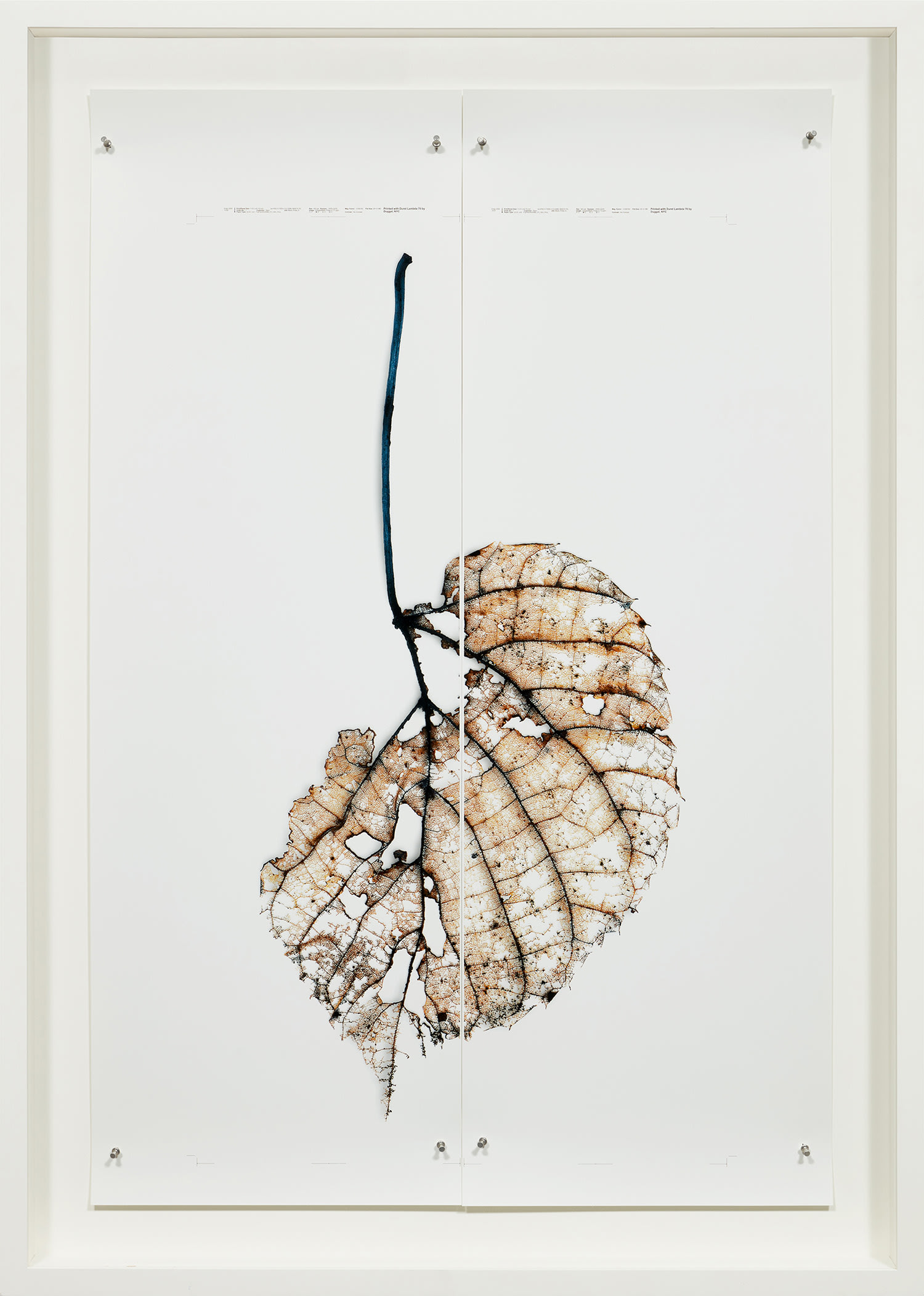 Doug Starn and Mike Starn — Black Pulse 6