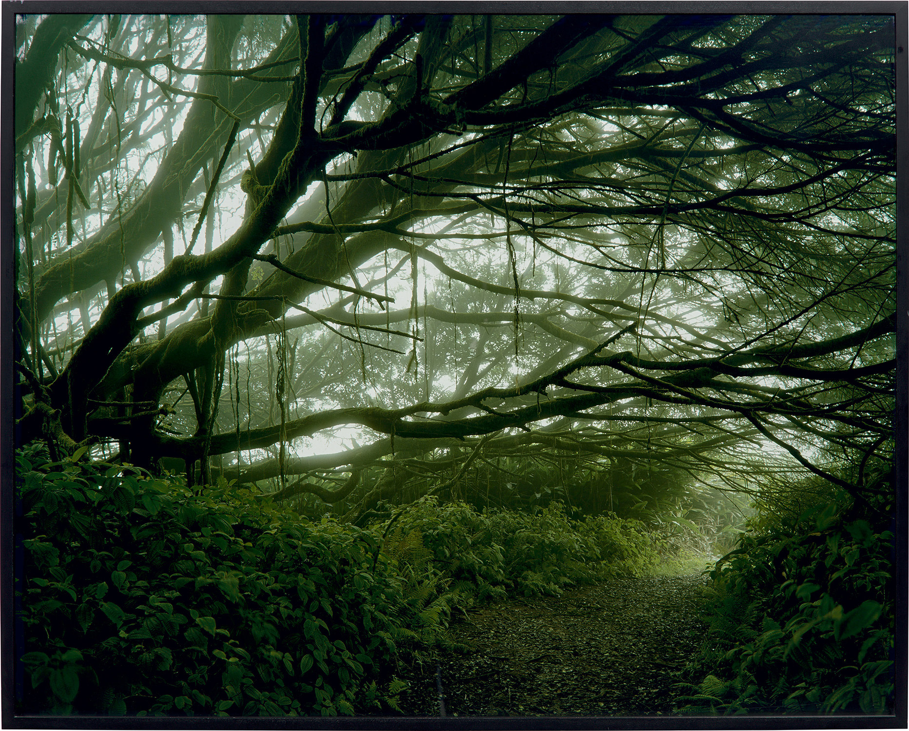 Simon Norfolk — Mist Shrouded Trees, Ascension Island