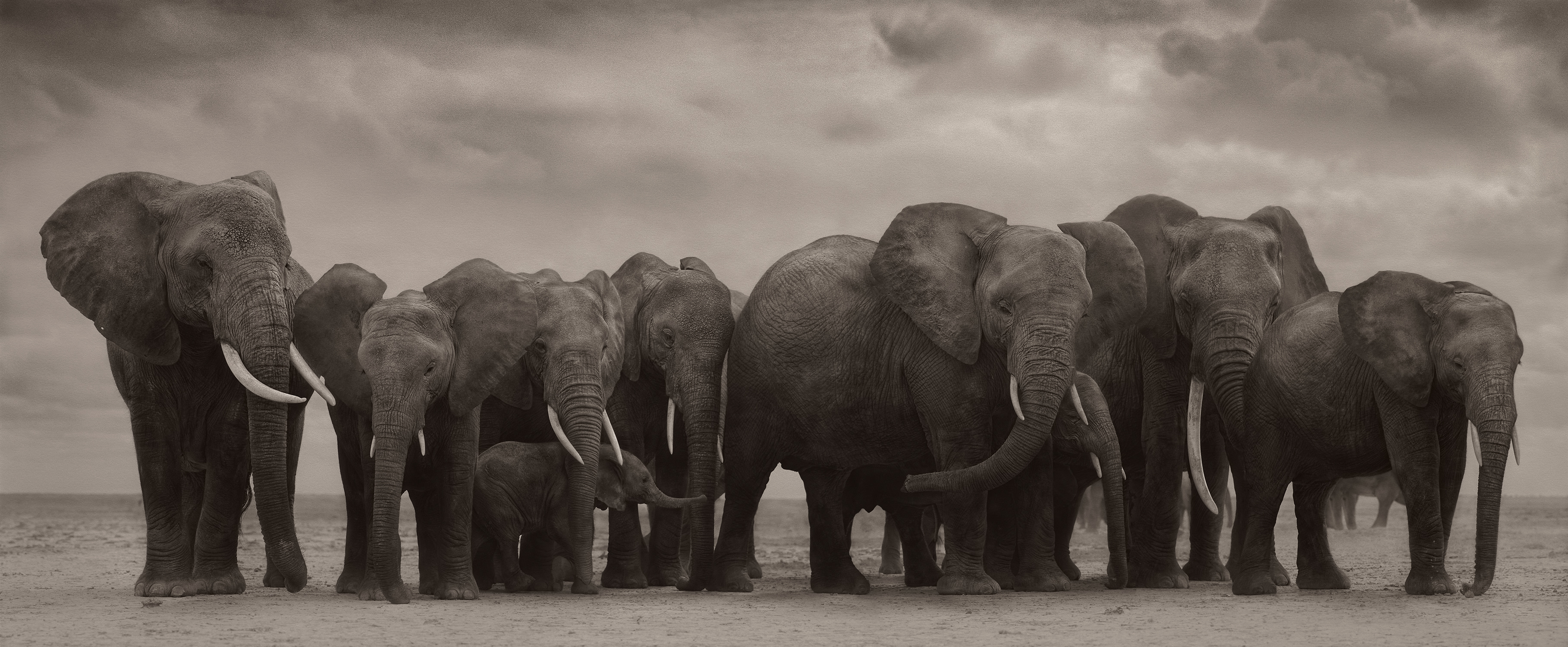 Nick Brandt — Elephant Group on Bare Earth, Amboseli