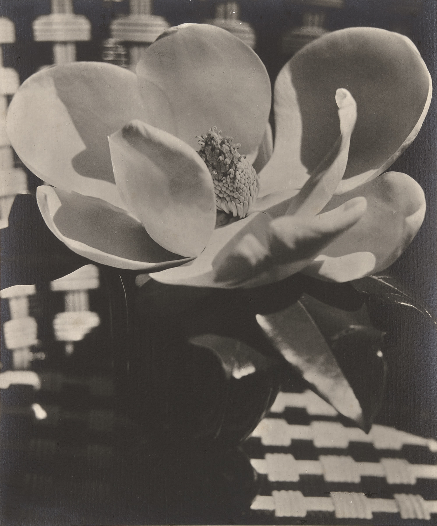 Man Ray — Magnolia Blossom, Paris