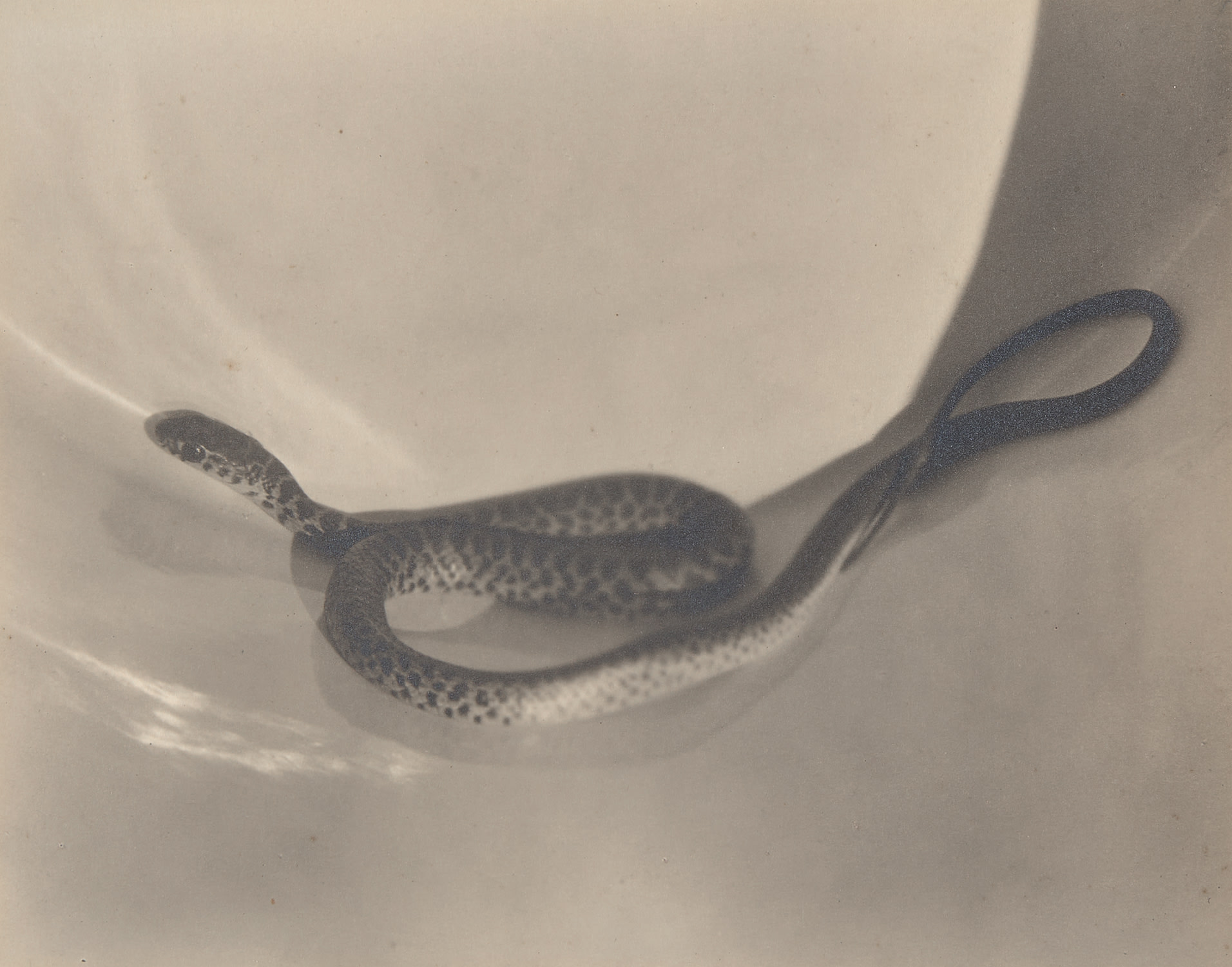 Imogen Cunningham — Snake in Bucket