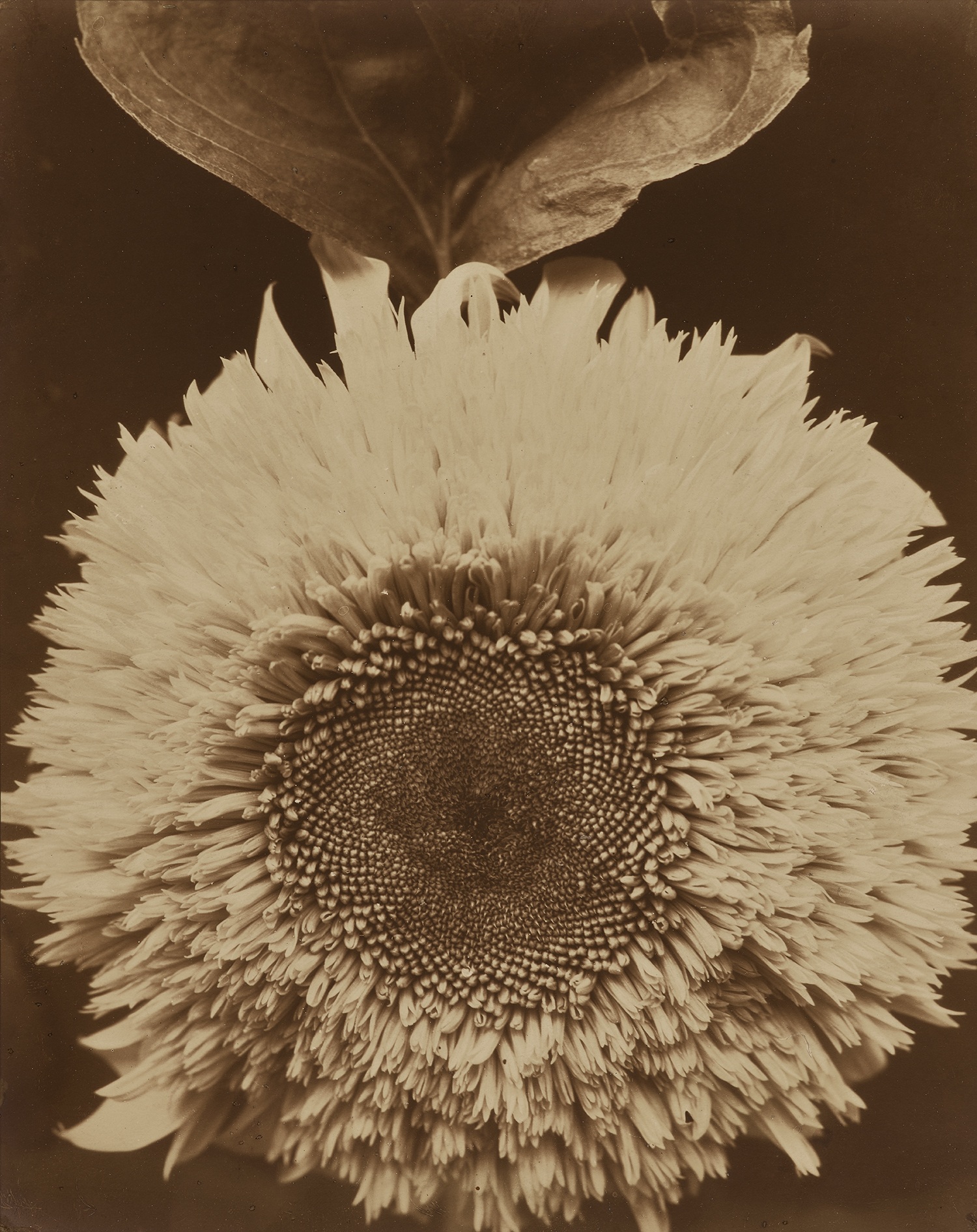 Edward Steichen — Double Sunflower