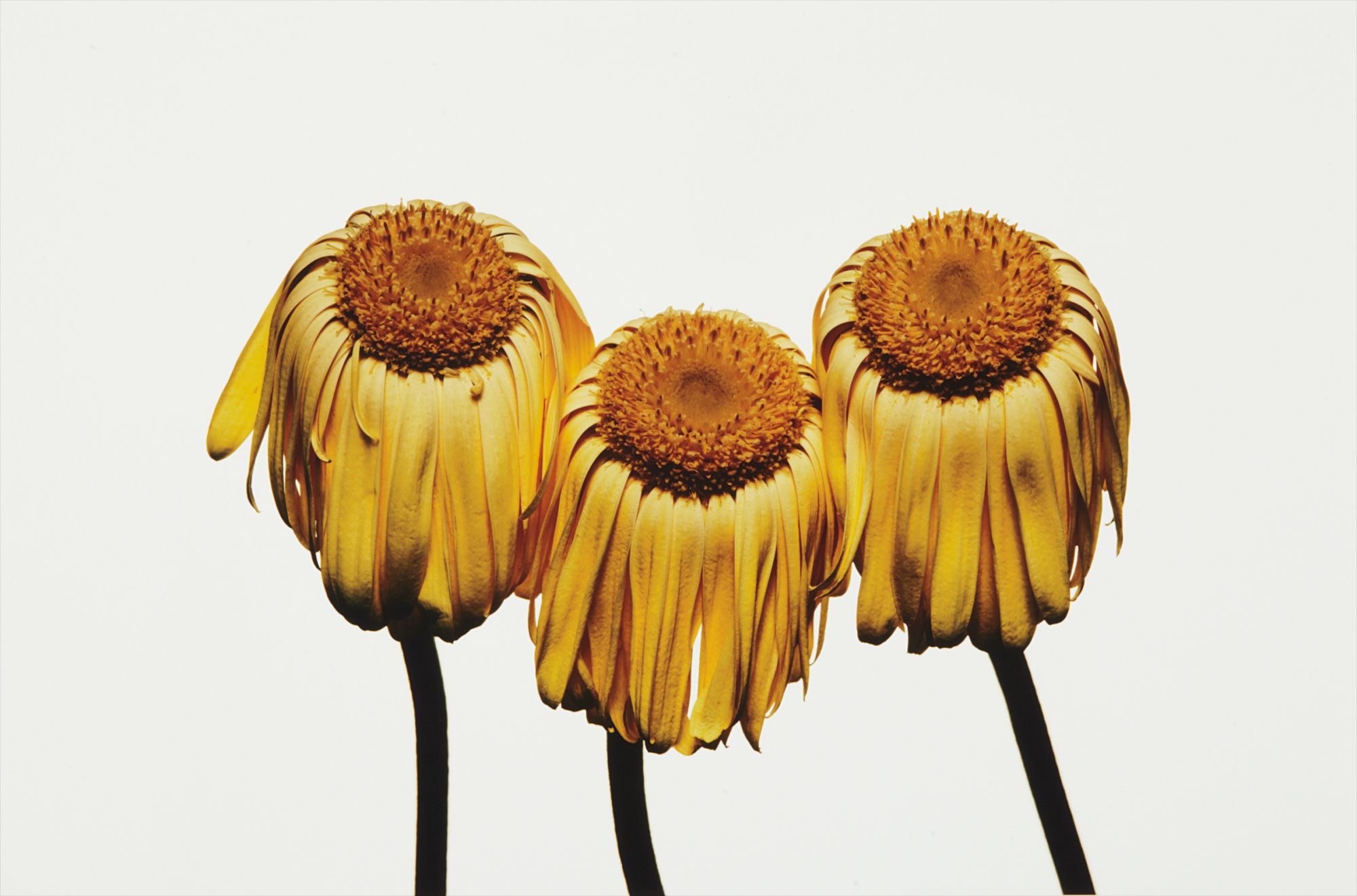 Irving Penn — Gerbera Daisy, Gerbera jamesonii 'Husky', New York