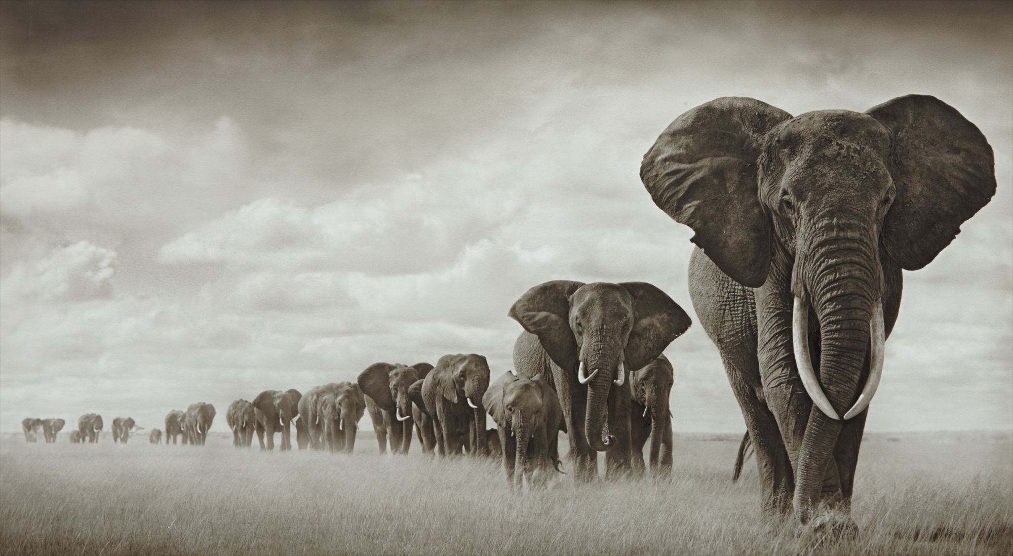 Nick Brandt — Elephants Moving Through Grass, Amboseli