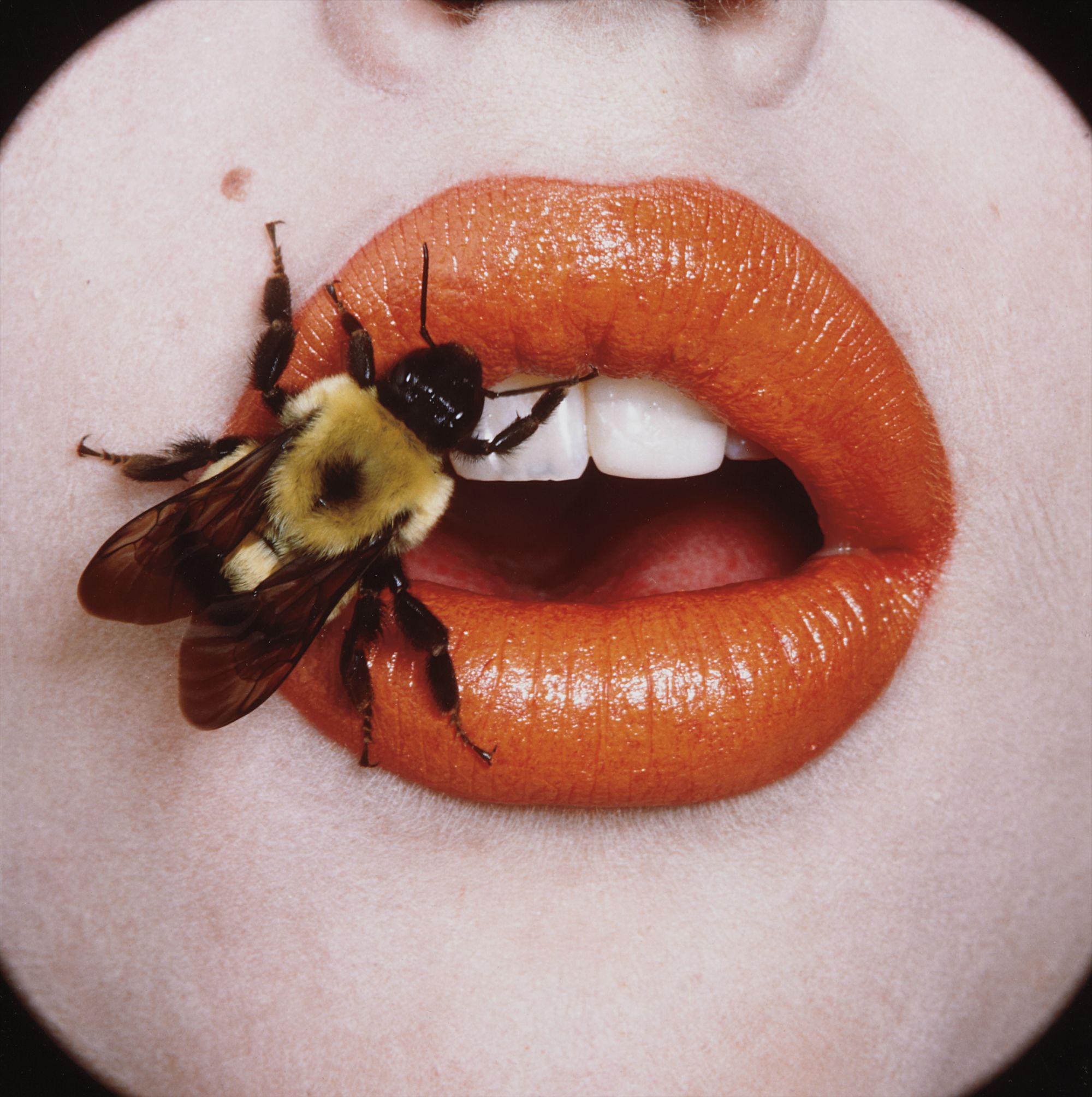 Irving Penn — Bee (A), New York, September