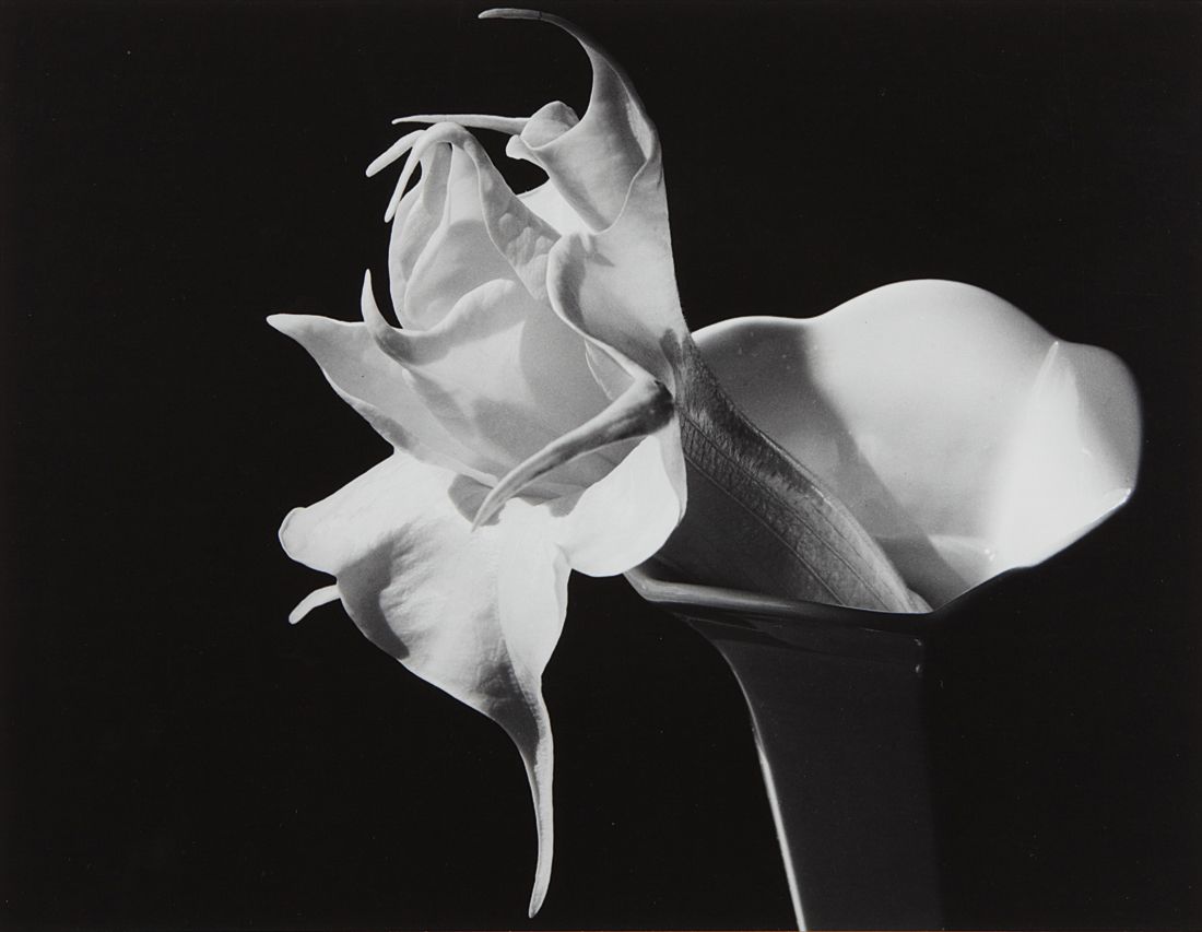 Imogen Cunningham — Datura