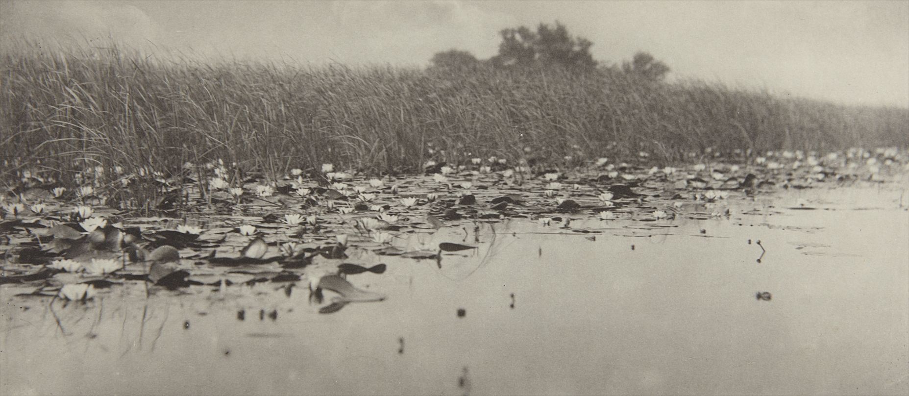 Peter Henry Emerson — Water-Lilies from Life and Landscape on the Norfolk Broads