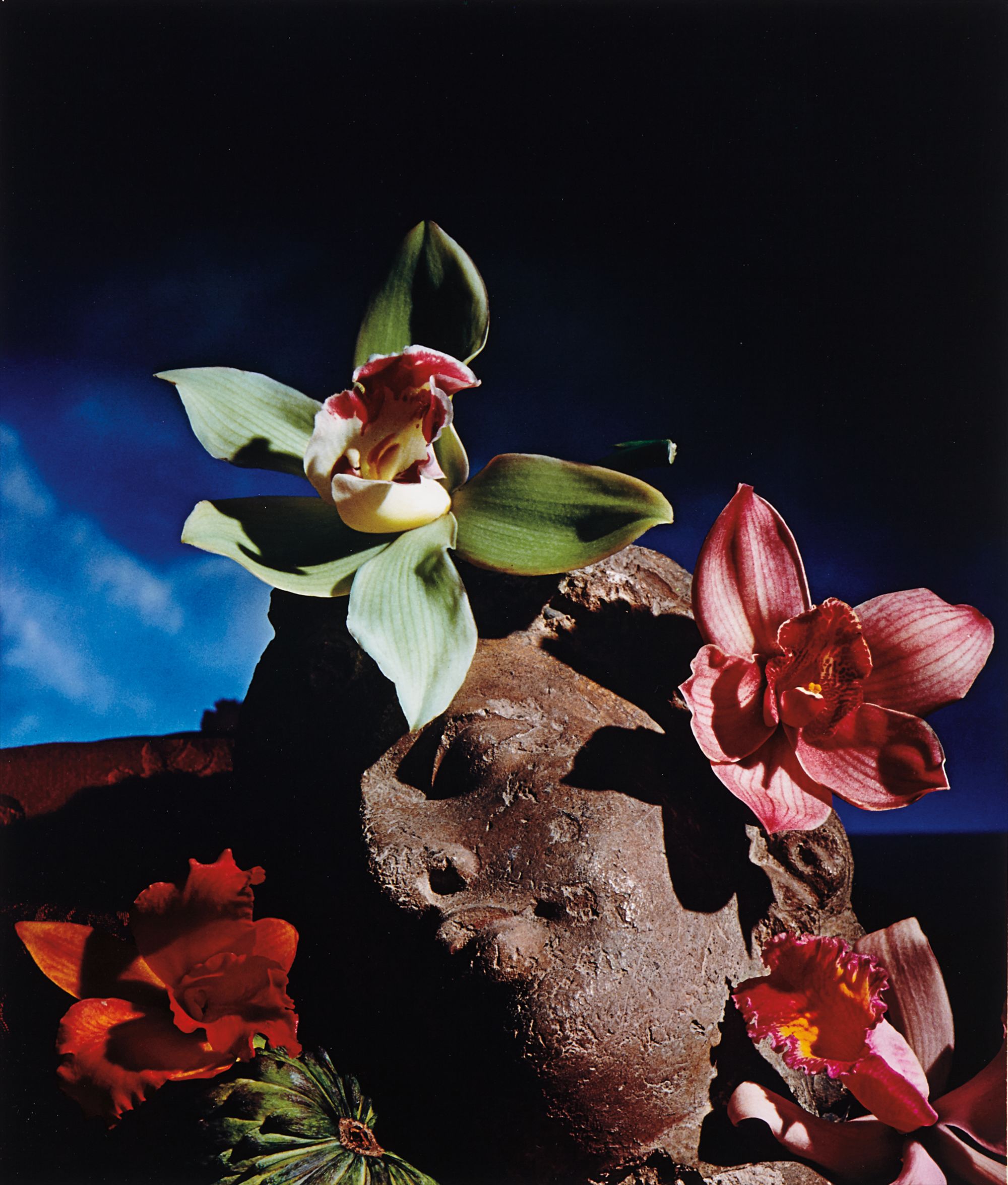 Horst P. Horst — Greek Head of Orchids