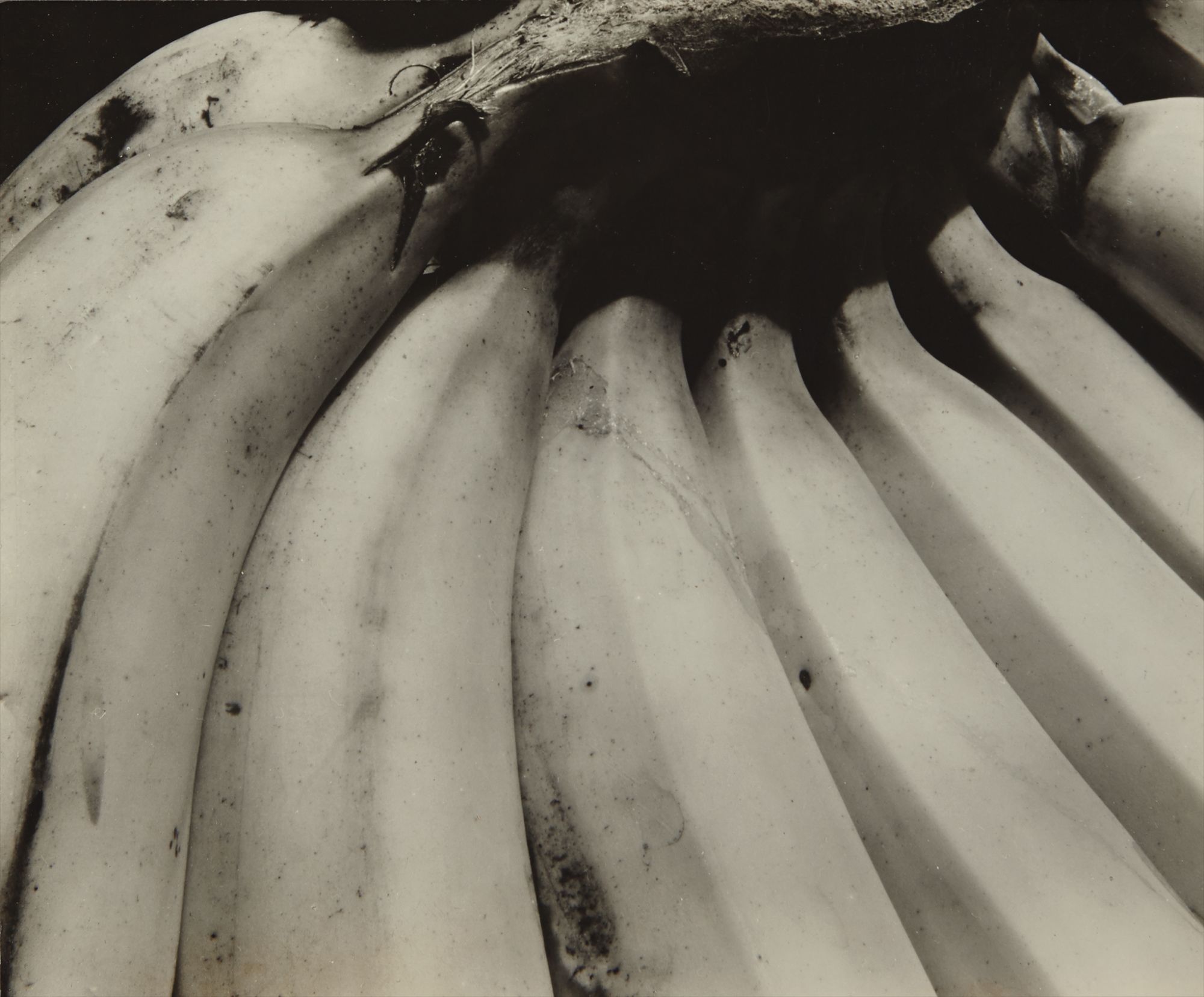 Edward Weston — Bananas