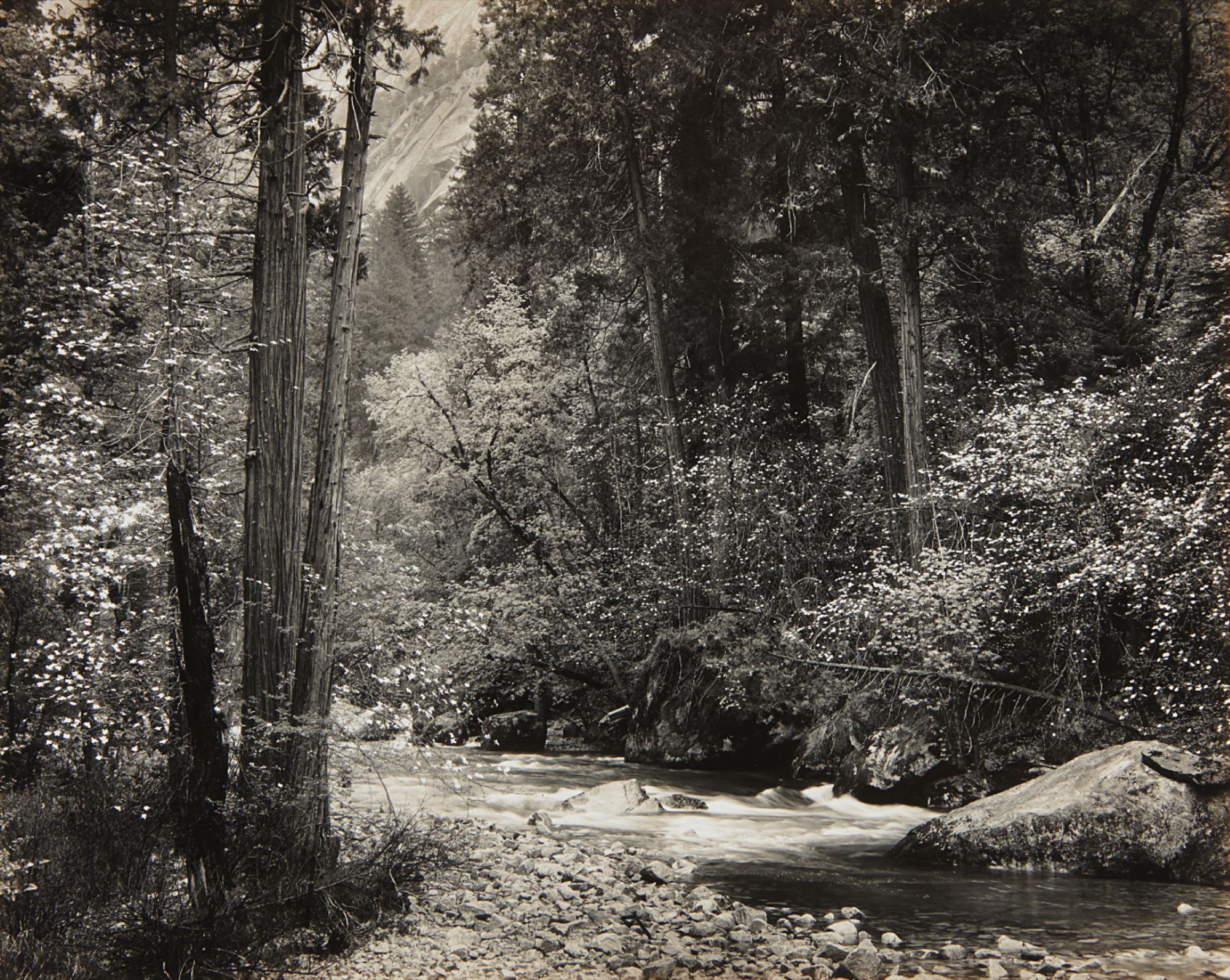 Ansel Adams — Tenaya Creek, Dogwood, Rain, Yosemite National Park, California