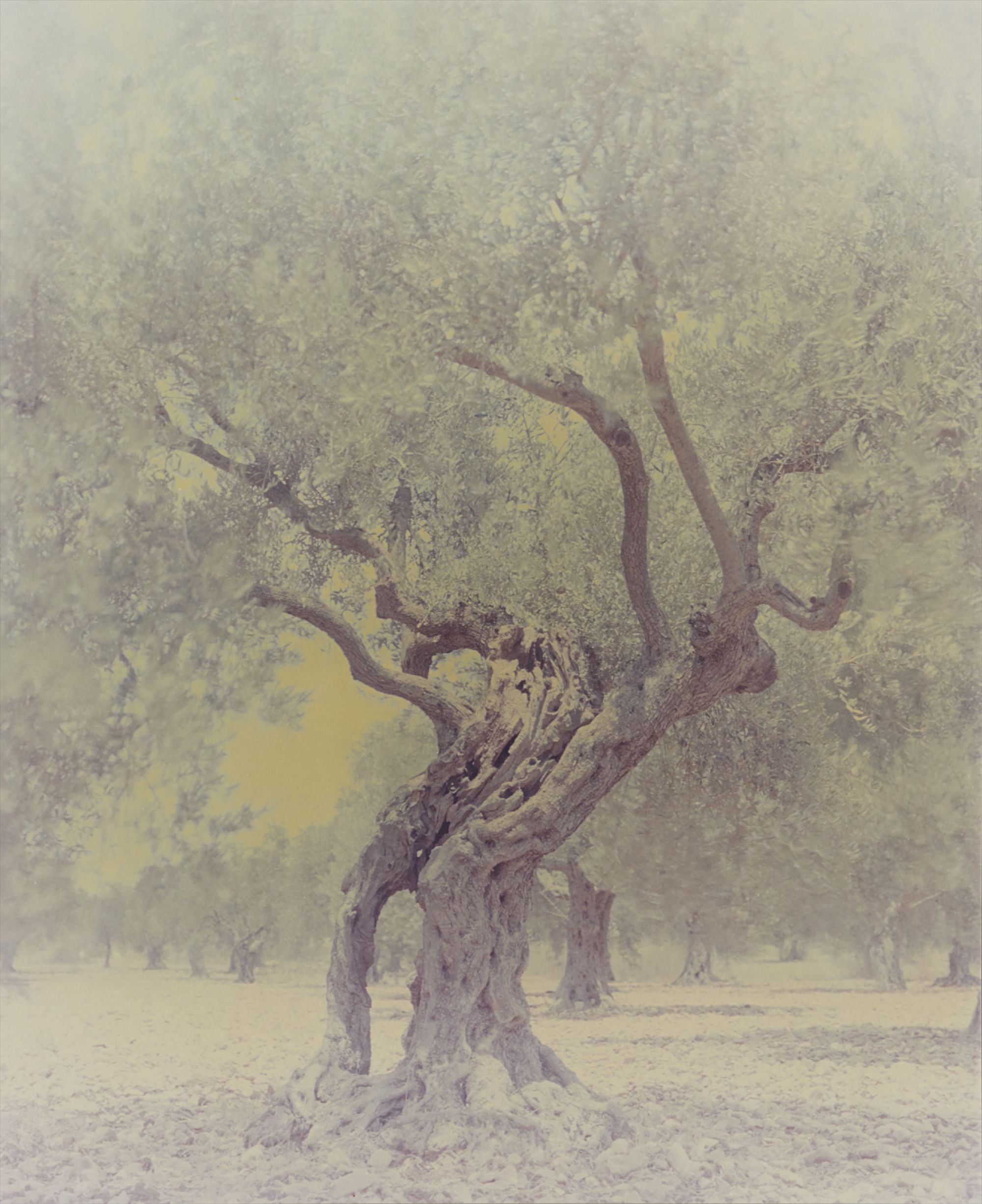Ori Gersht — Ghost: Olive 6